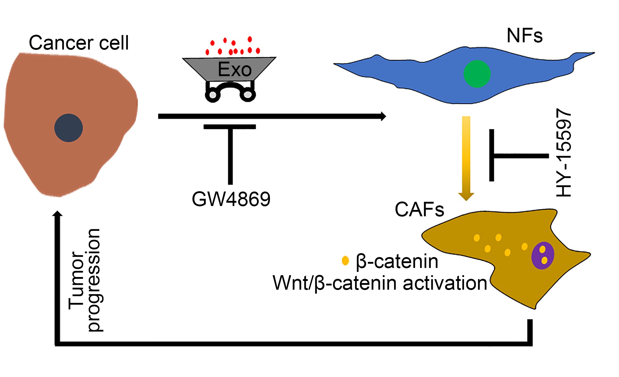 Tumor-secreted Exosomal Wnt2B Activates Fibroblasts in Cervical Cancer