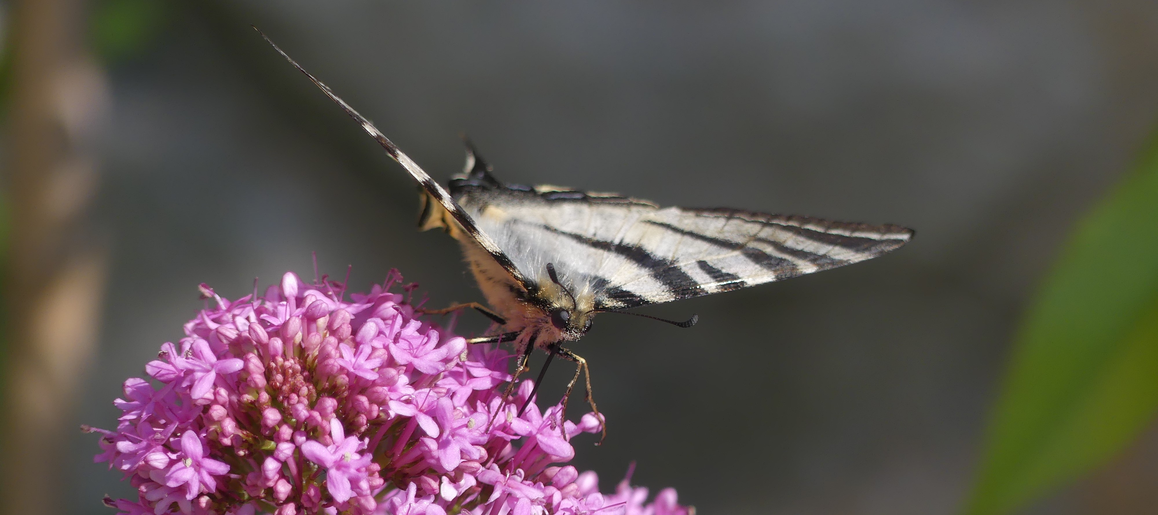 Pollinators and climate warming