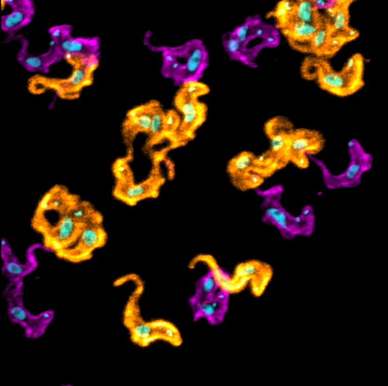The molecular foundation of the sophisticated hide & seek game of African trypanosomes