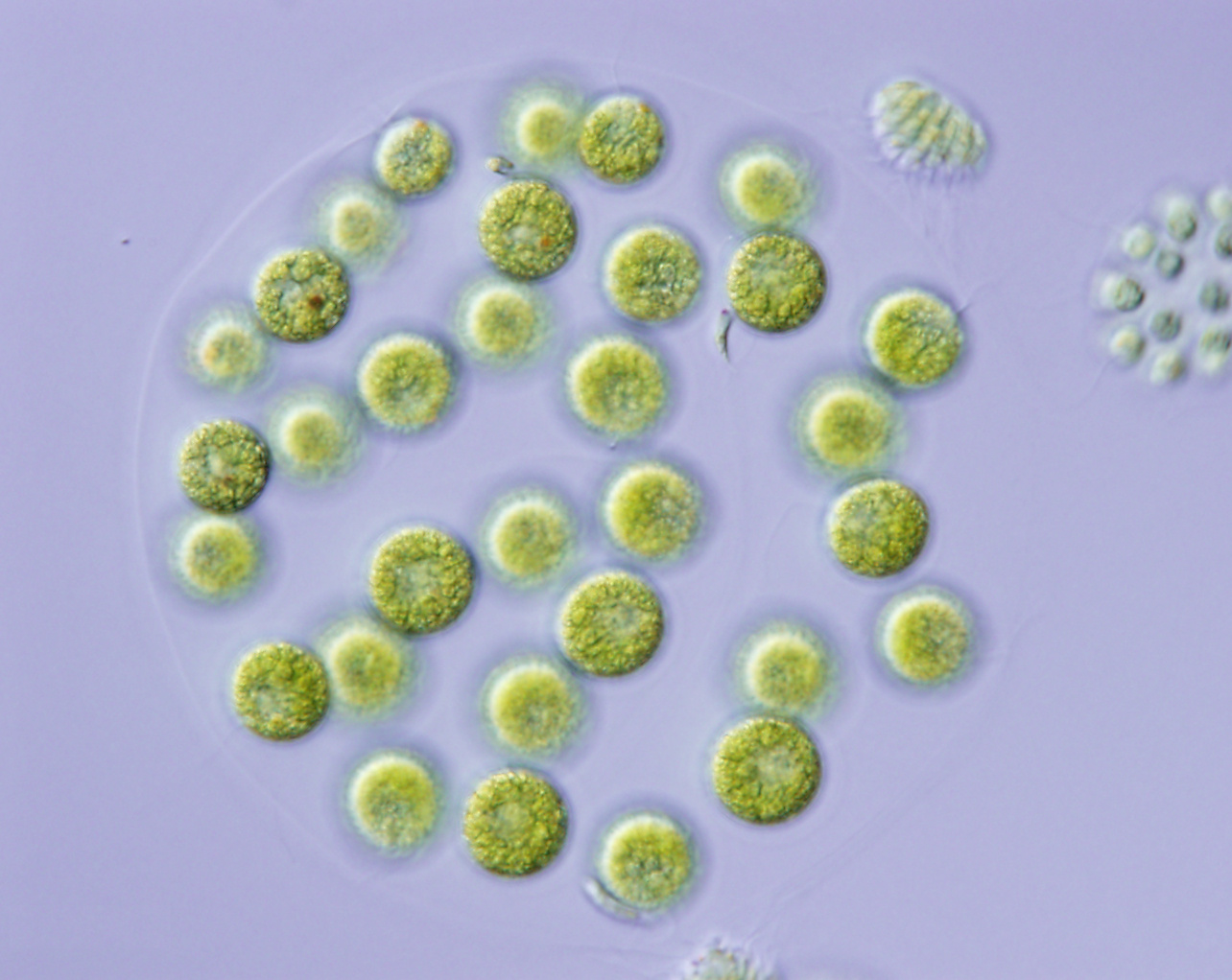 A small blueprint of “Adam” unveiled based on de novo assemblies of four nuclear whole genomes