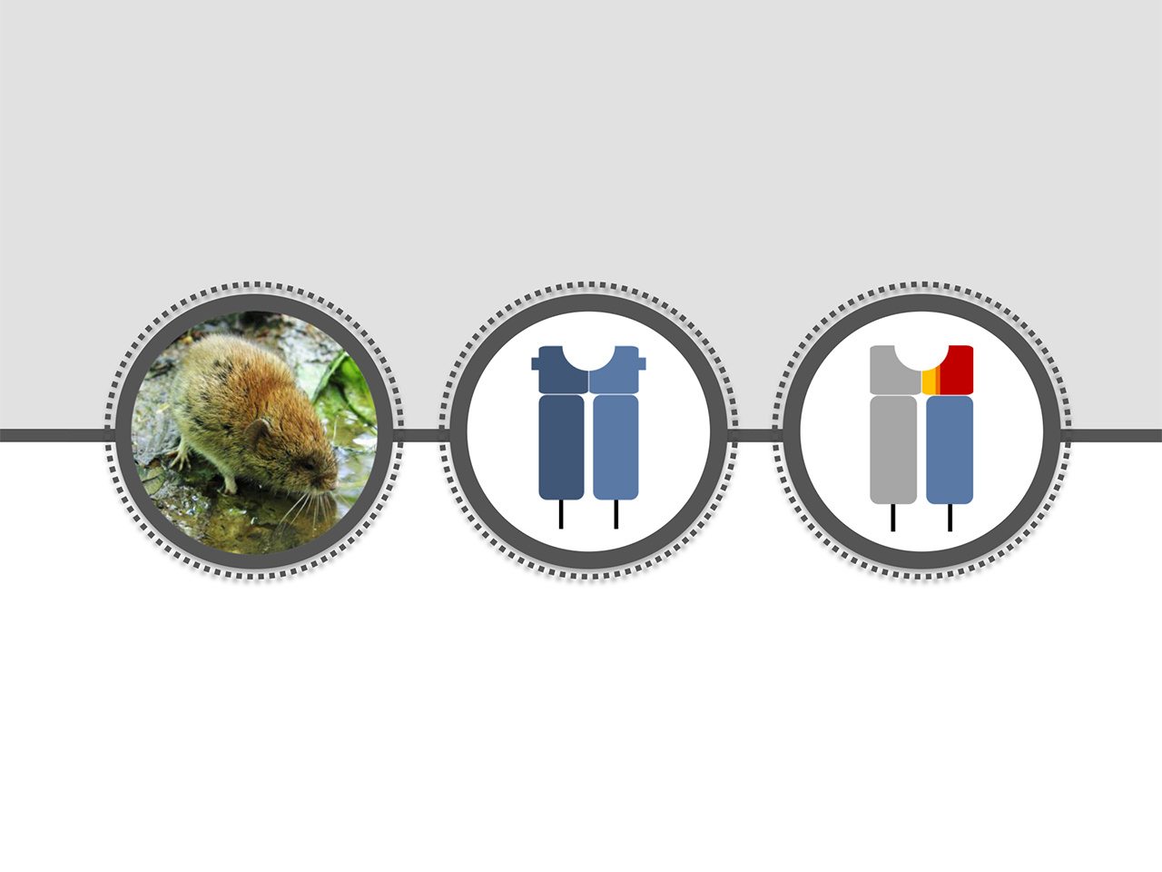 Evolutionary trade-offs shaping the immune system of vertebrates