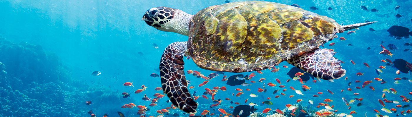 Top 100 in Ecology | Scientific Reports