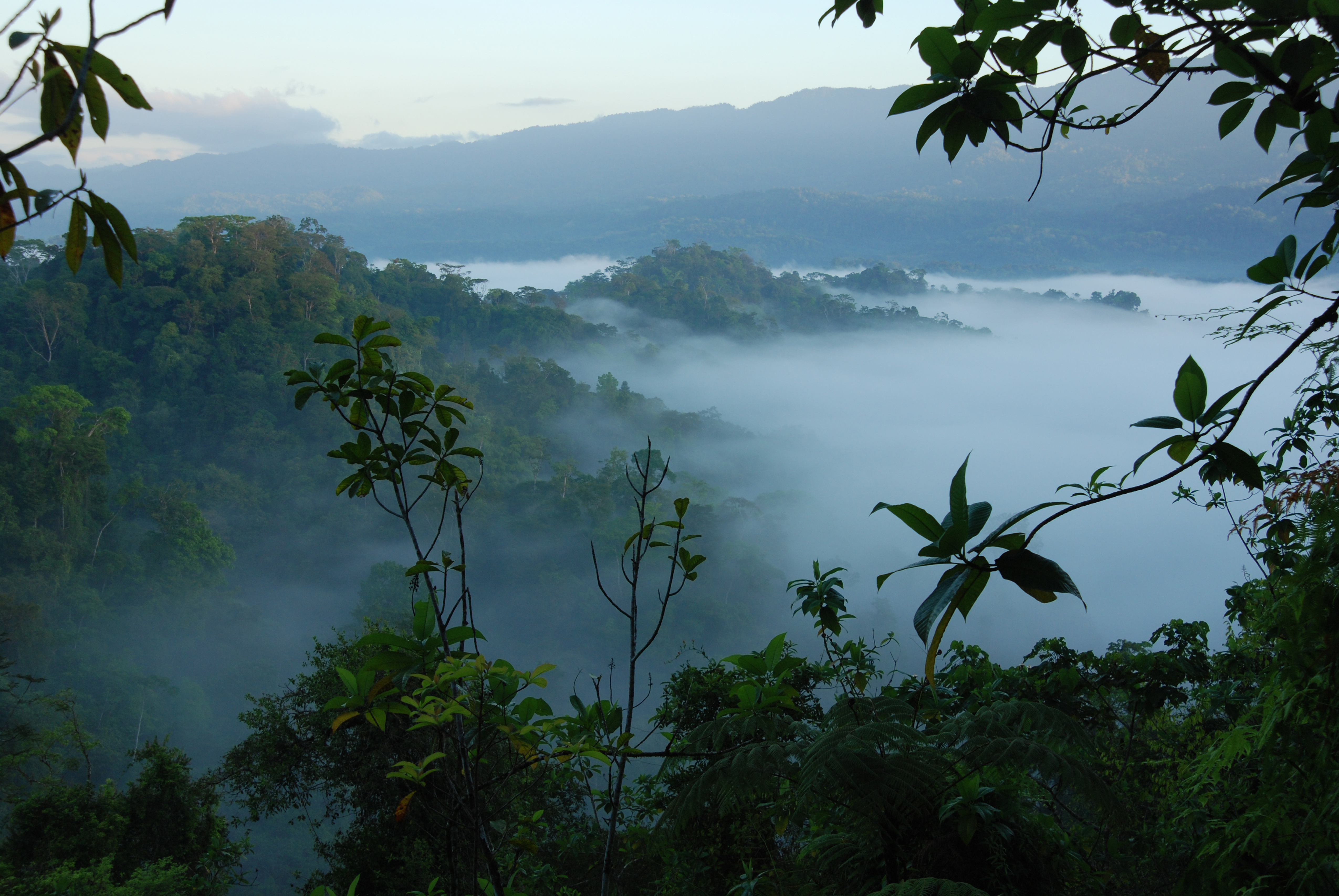 Climatic and edaphic controls over tropical forest diversity and vegetation carbon storage 