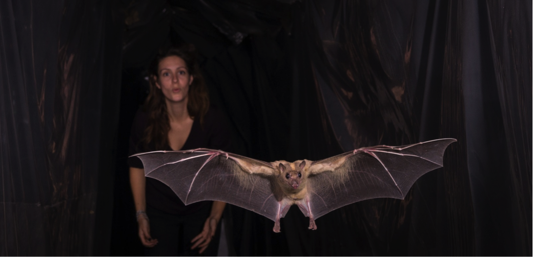 Sociality above everything in the Egyptian fruit bat