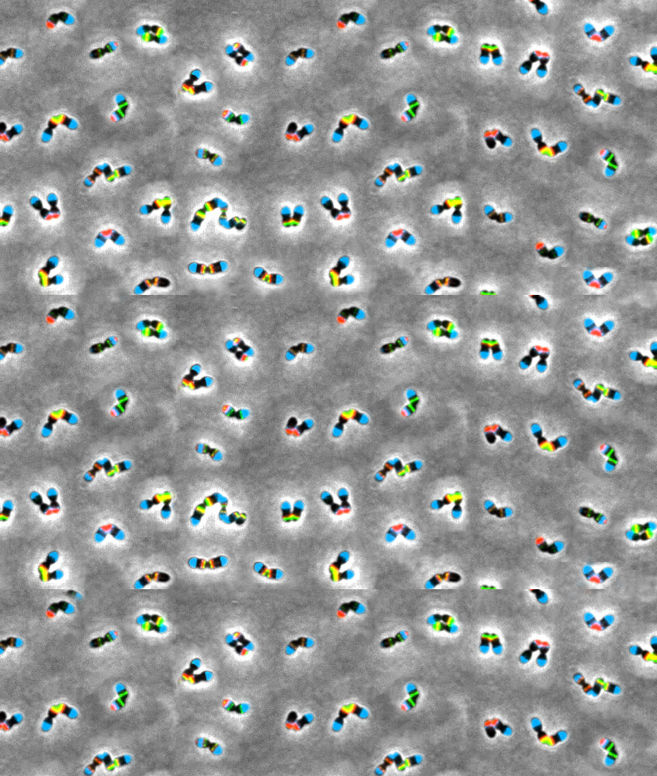 Why do pneumococcal cells stop dividing during transformation ?