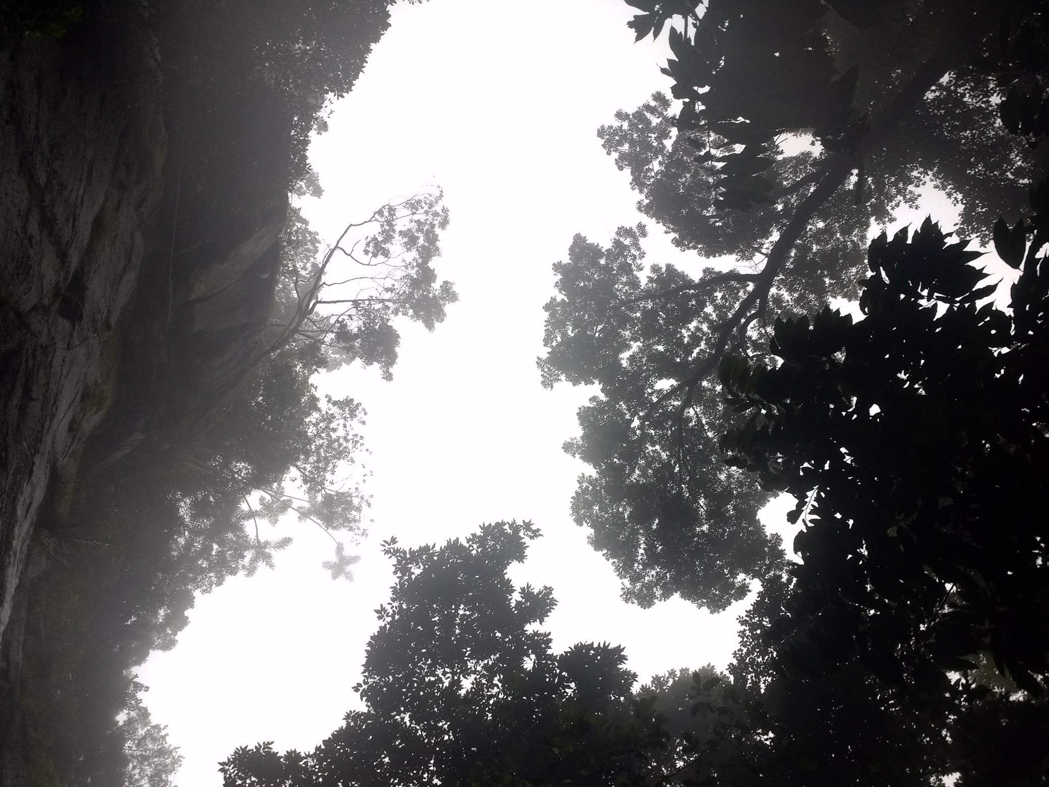 Specialized Arboreal Prey Hunting by Early Humans in Sri Lanka