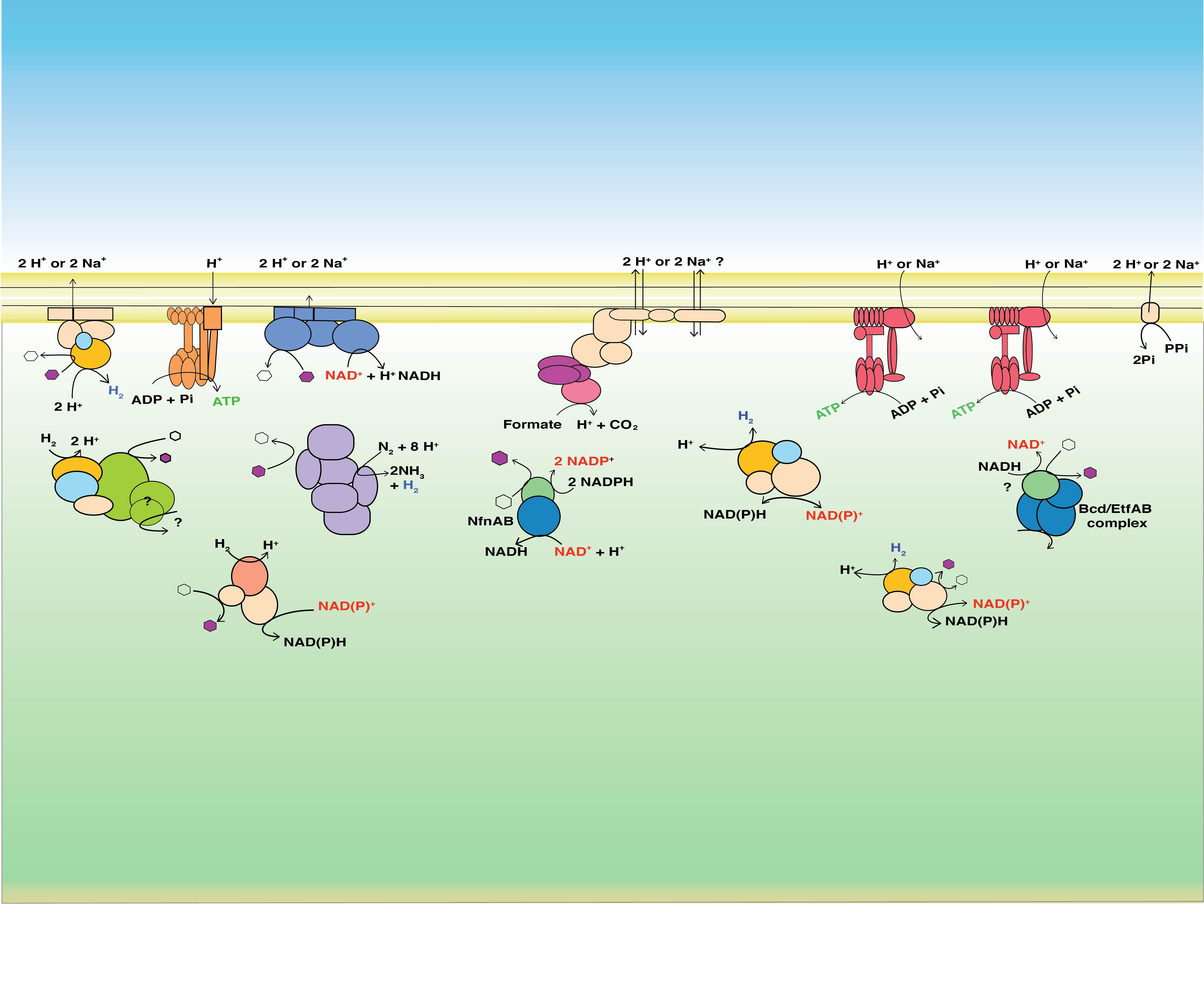 Margulisbacteria and Saganbacteria, the newly uncovered siblings of Cyanobacteria