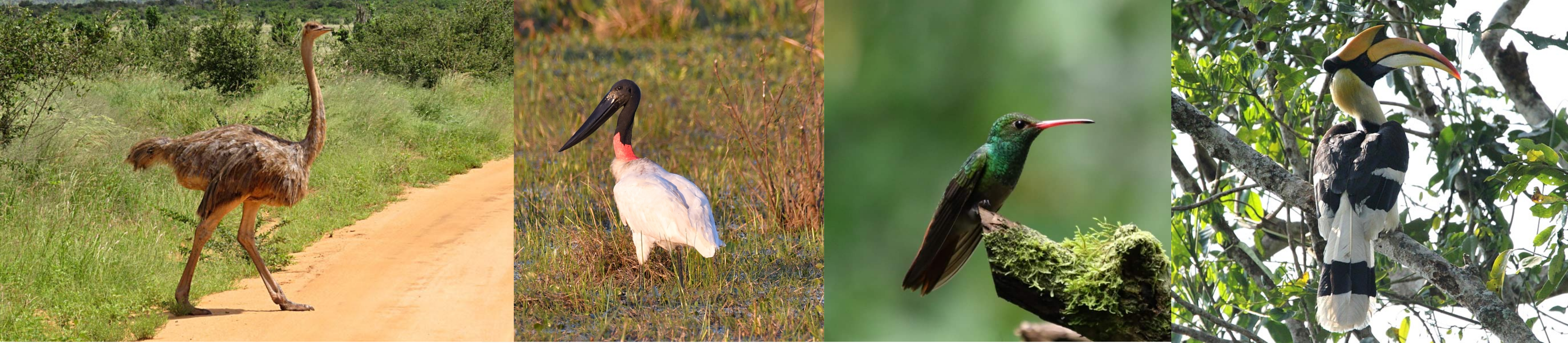 Allometry reveals trade-offs between Bergmann’s and Allen’s rules, and different avian adaptive strategies for thermoregulation