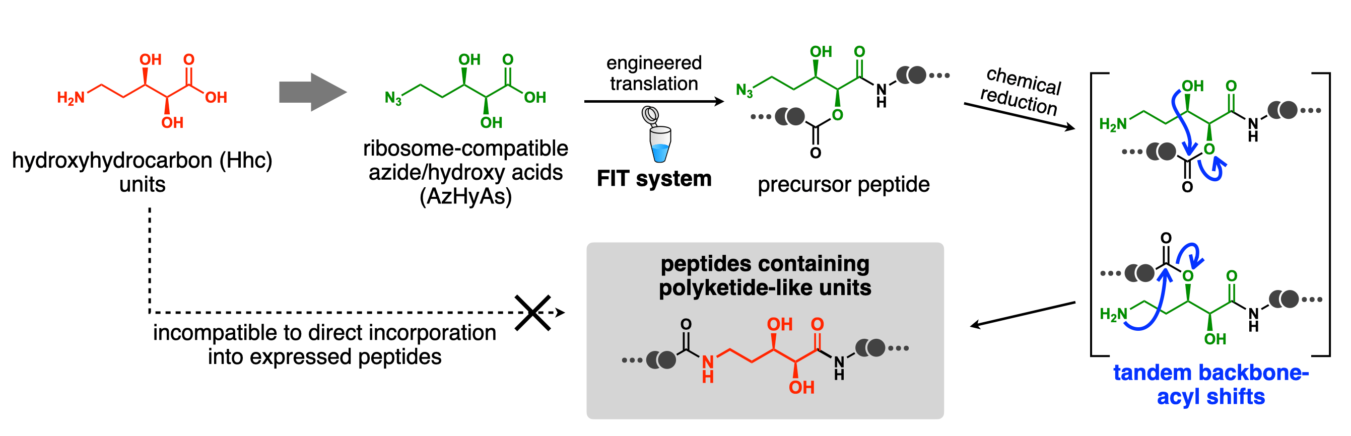 Post-translational backbone rearrangement produces polyketide-like units in peptides 