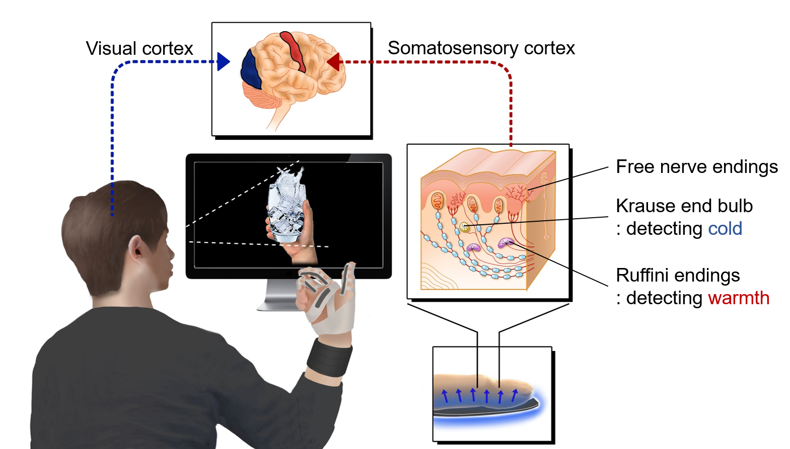 Thermal display glove for interacting with virtual reality