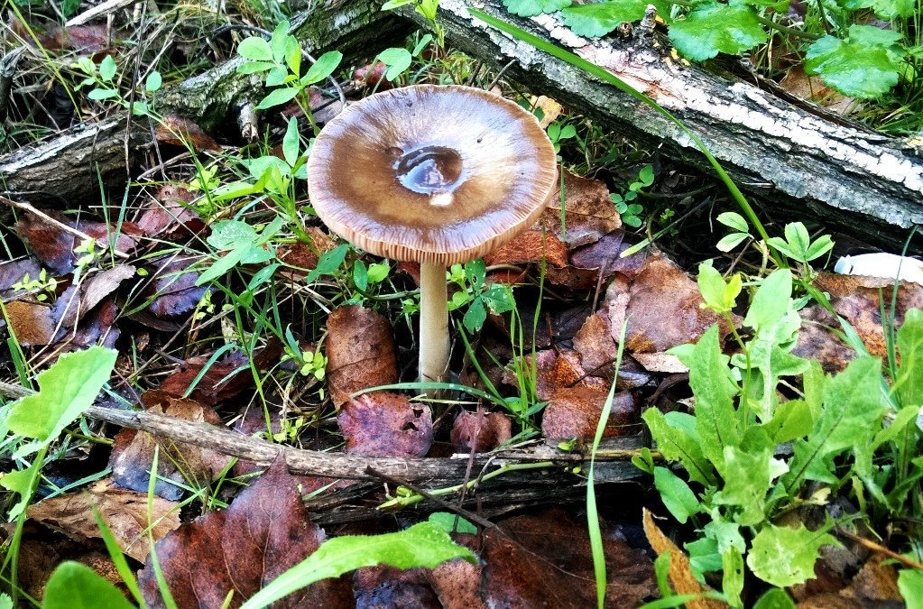 A fistful of fungi