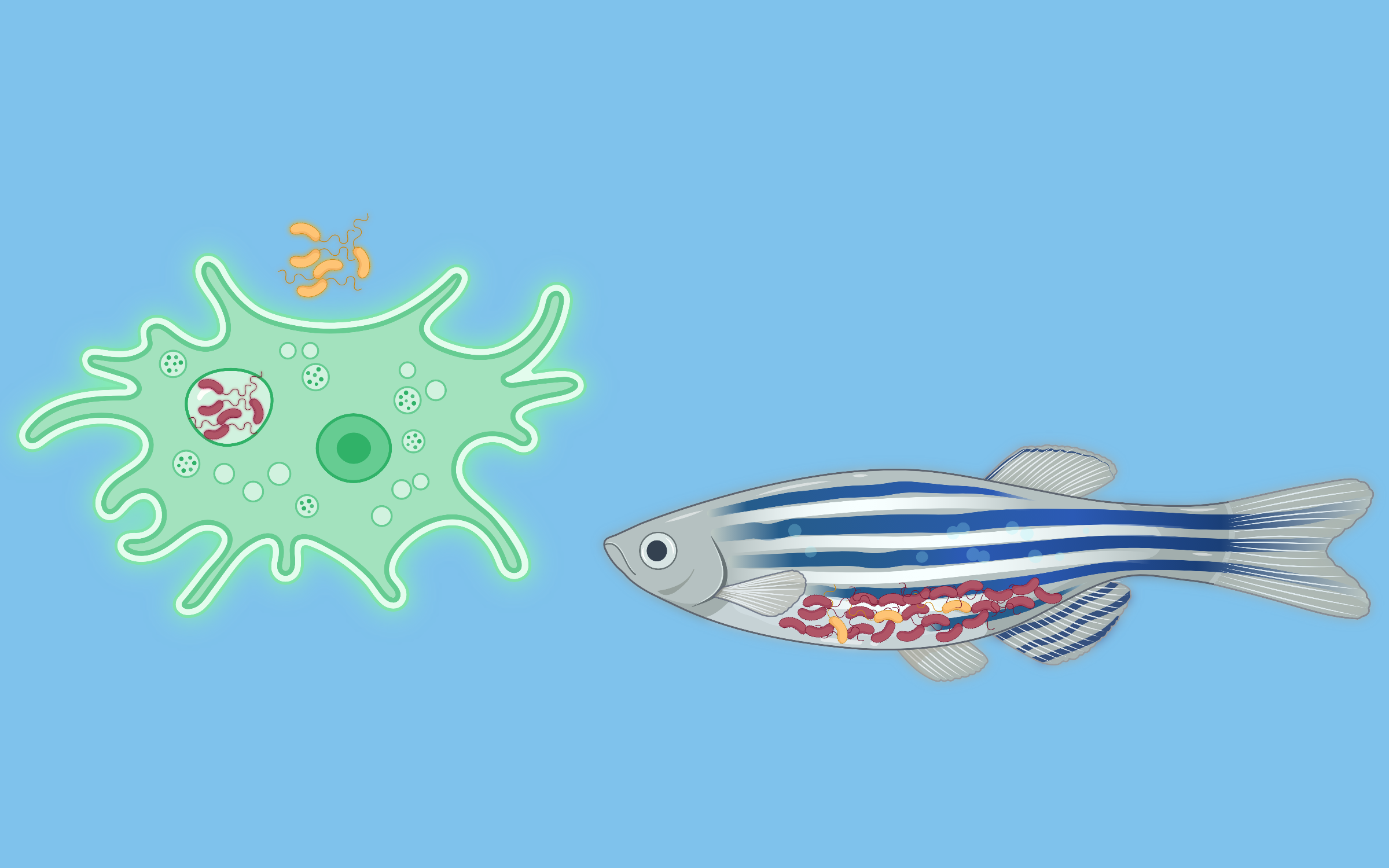 Adaptation of Vibrio cholerae during long-term predation pressure