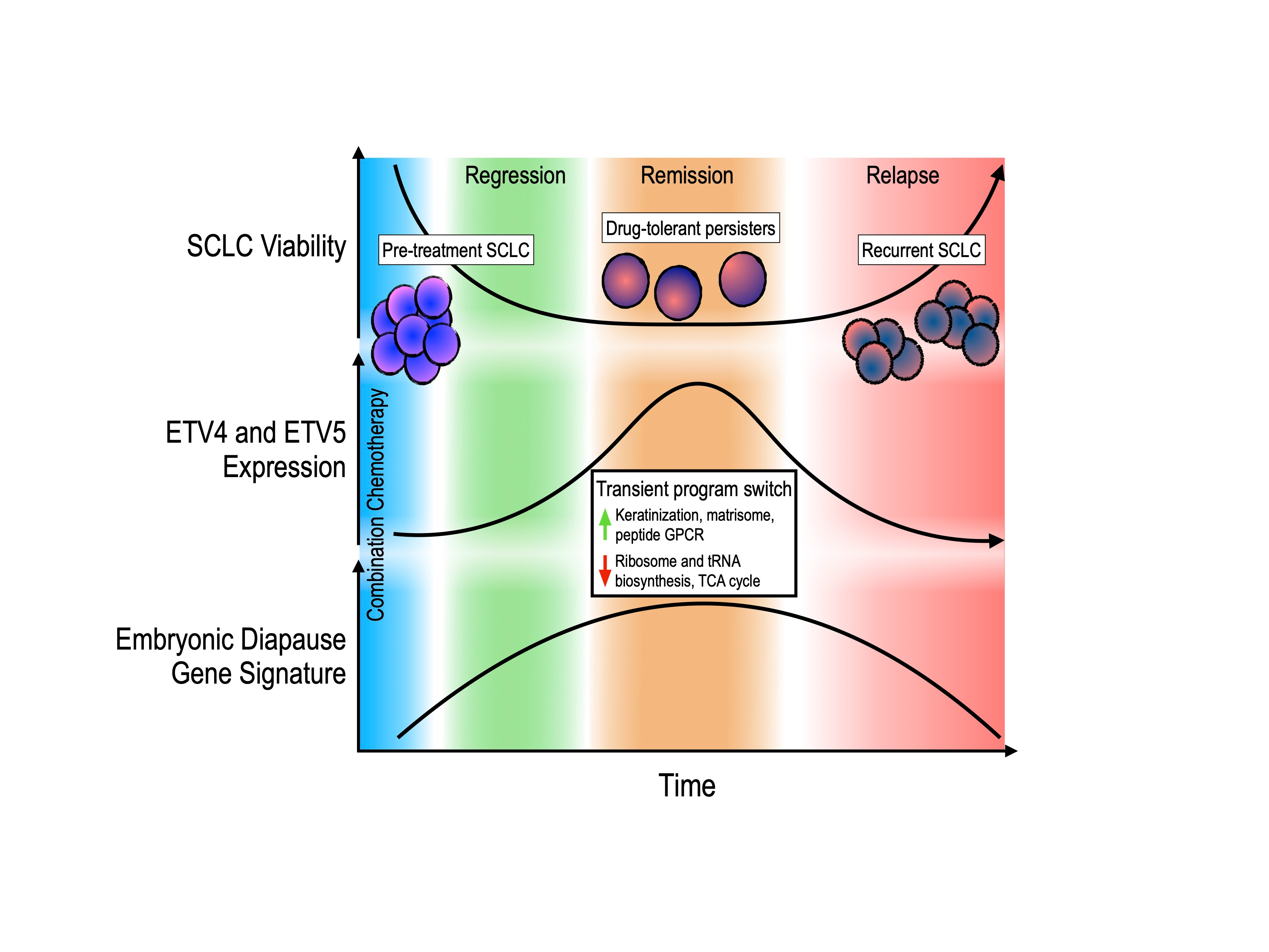 Targeting PEA3 transcription factors to mitigate small cell lung cancer progression
