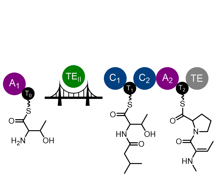 Bridging Biosynthetic and Collaborative Boundaries