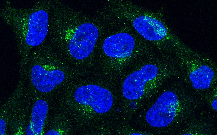 A SYS1–ARFRP1–ARL5–ARMH3–PI4KB axis regulates PI4P synthesis at the trans-Golgi network