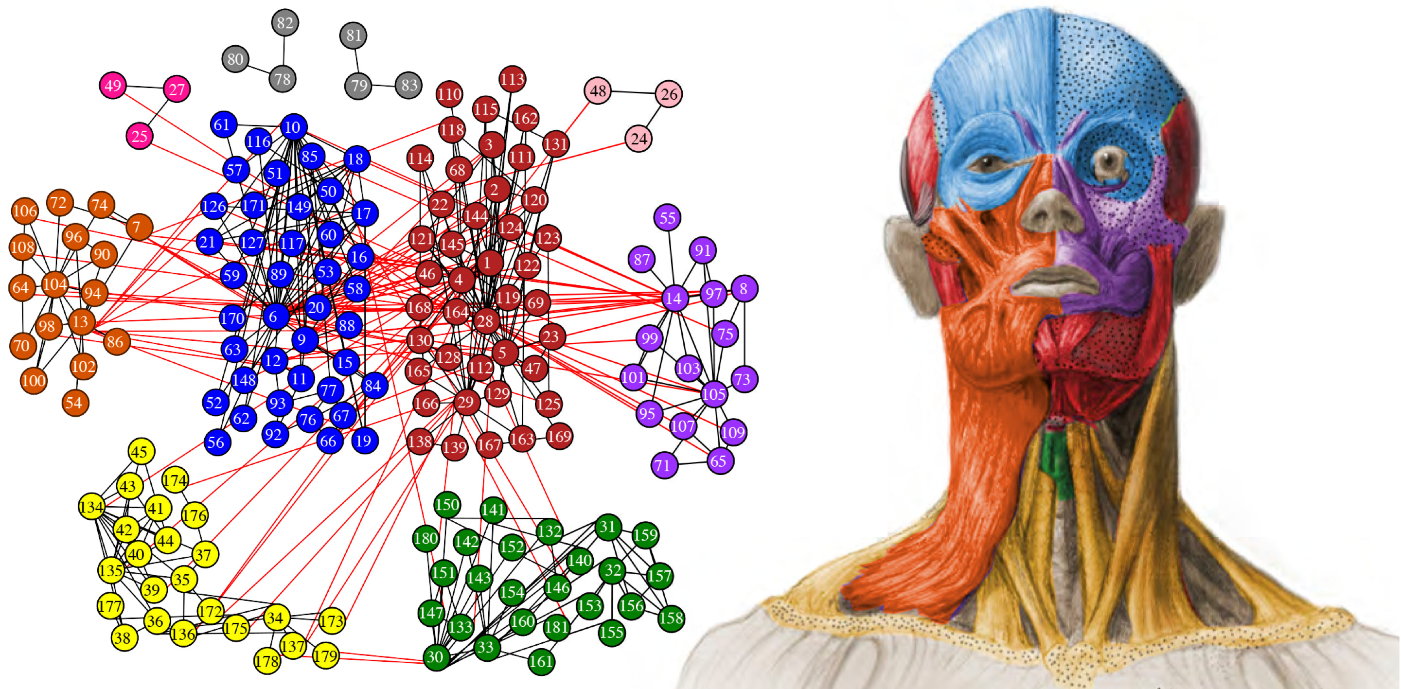 ANATOMICAL NETWORKS WEB NOW ONLINE