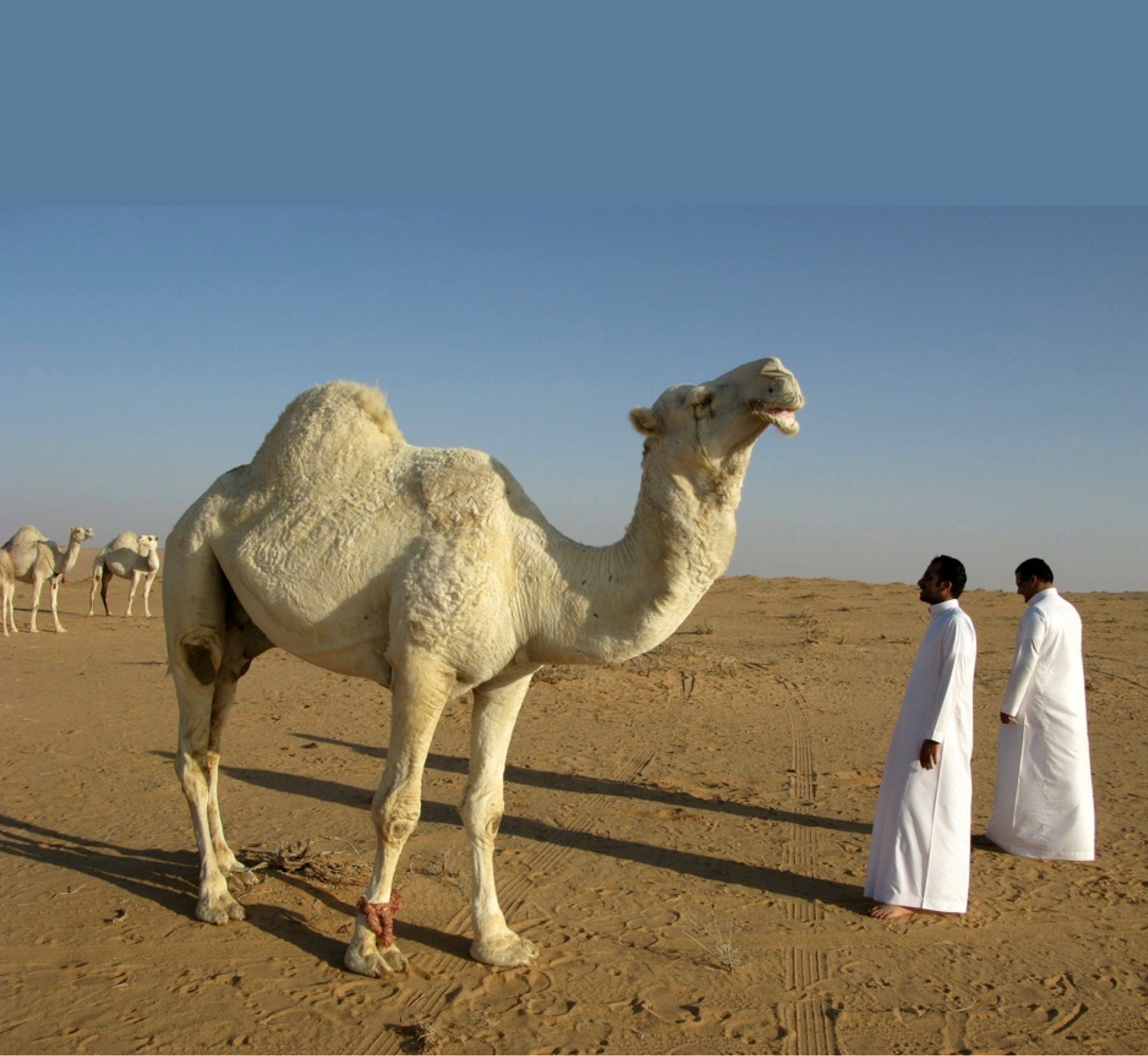 Multiomic analysis of the Arabian camel (Camelus dromedarius) kidney reveals a role for cholesterol in water conservation