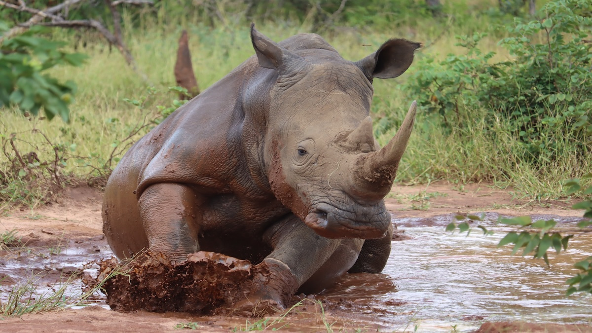 In pursuit of uncovering hidden wildlife trafficking hotspots