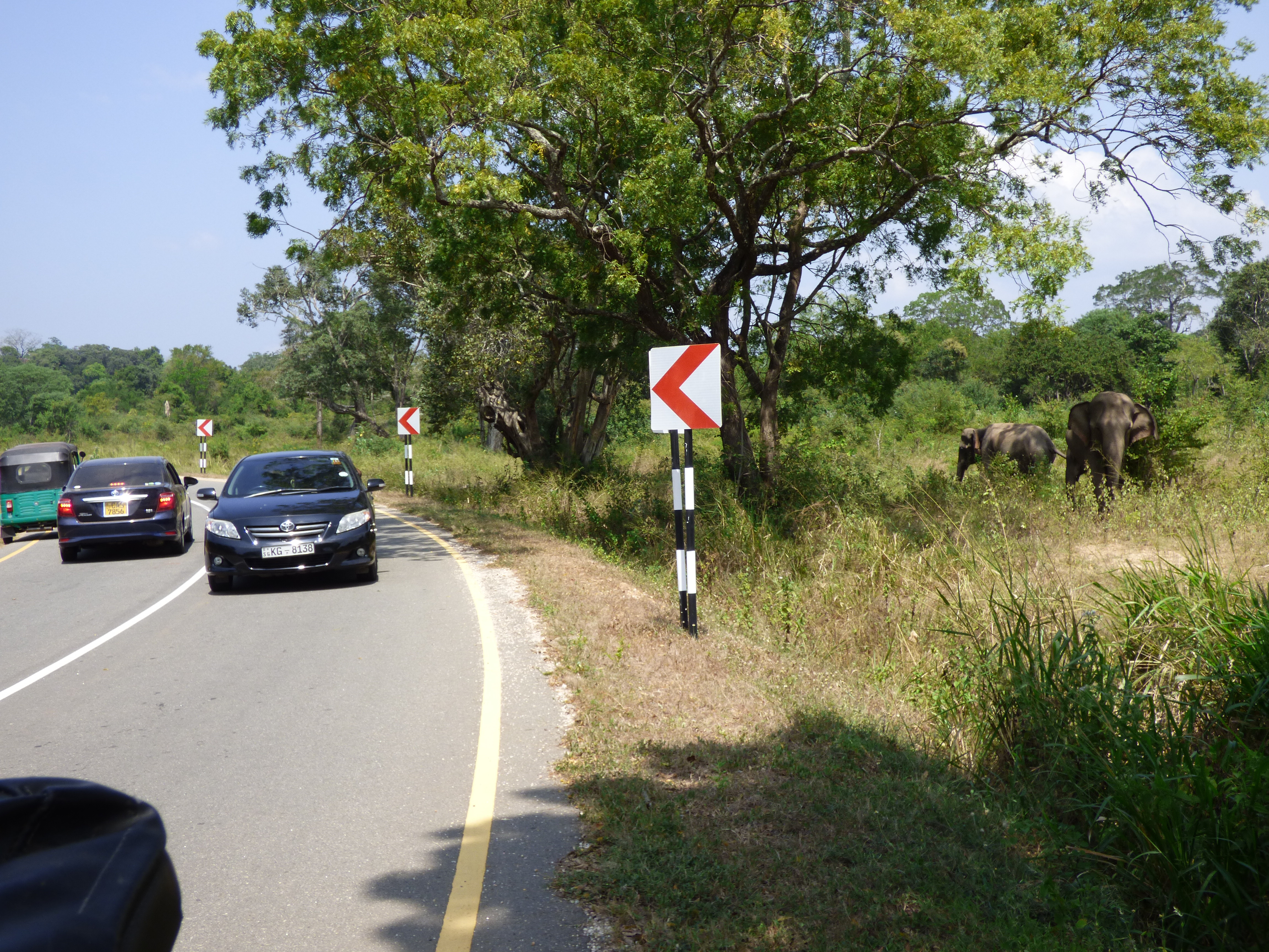 Most ecosystems capable of supporting elephants in Asia were lost since 1700s