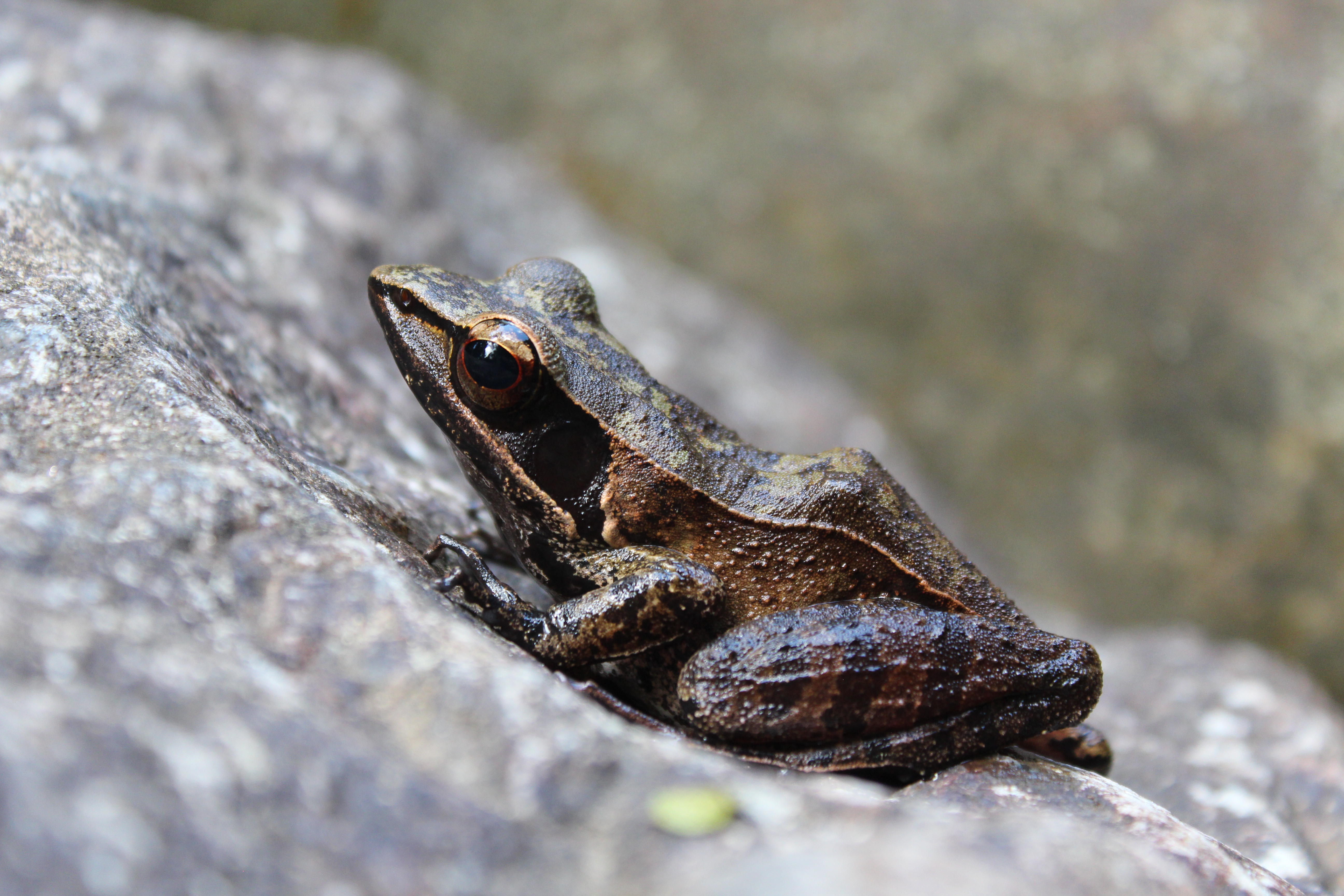 Beyond beauty, colour serves important functions for frogs and toads around the world