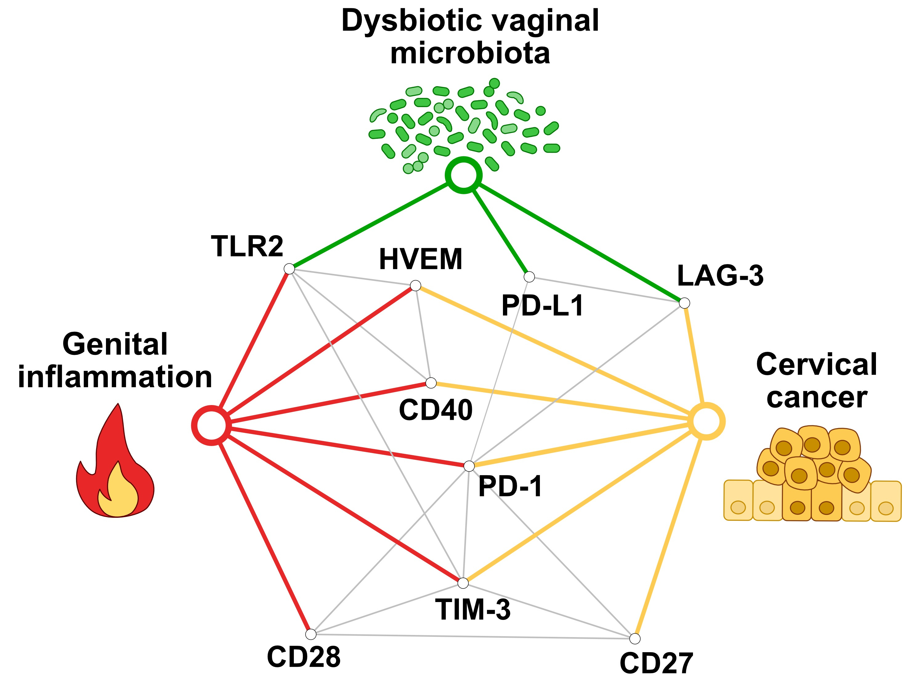 Immune checkpoint proteins in the local cervicovaginal cancer microenvironment