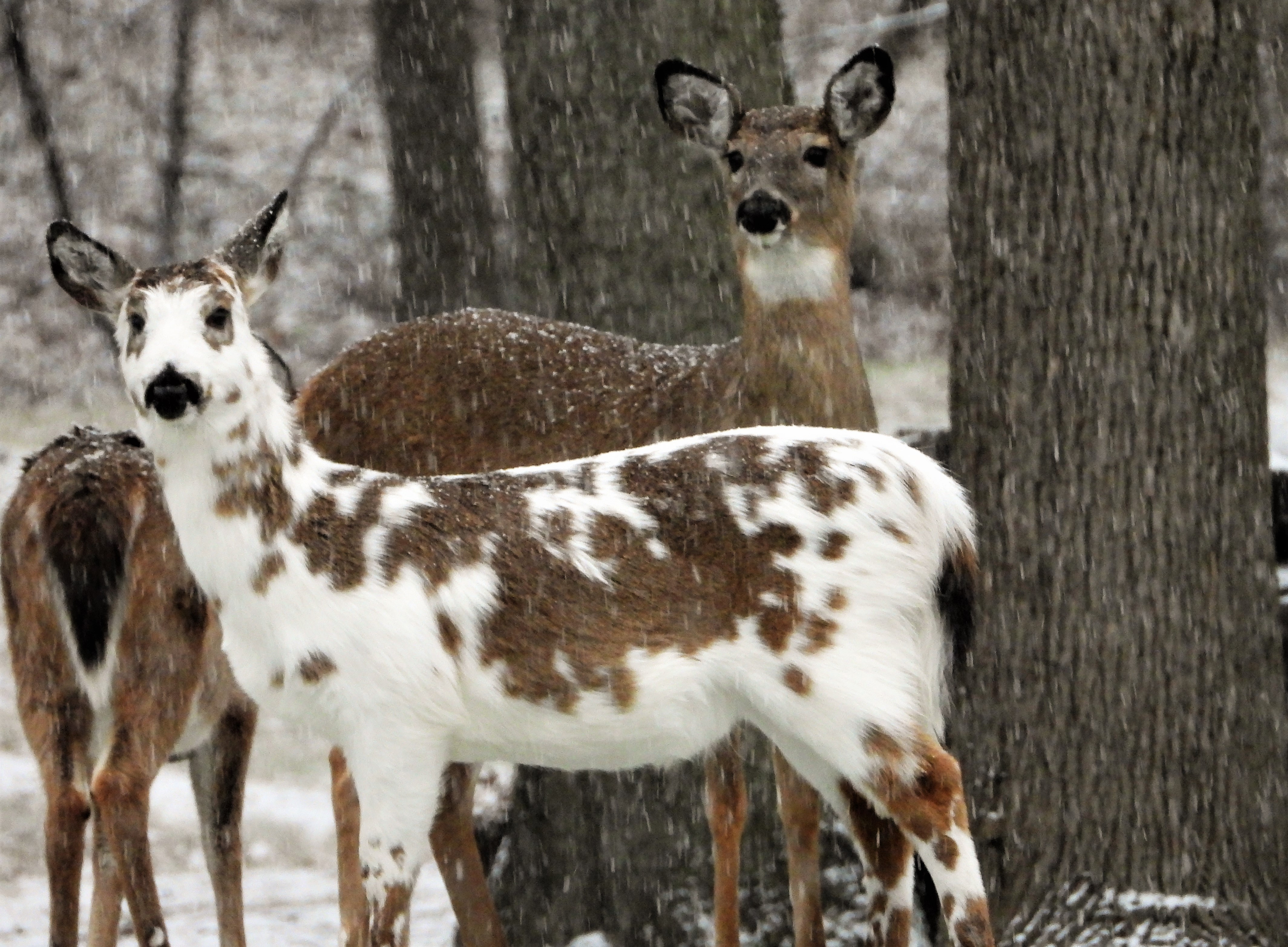 Trait genomics of deer - what islands can reveal