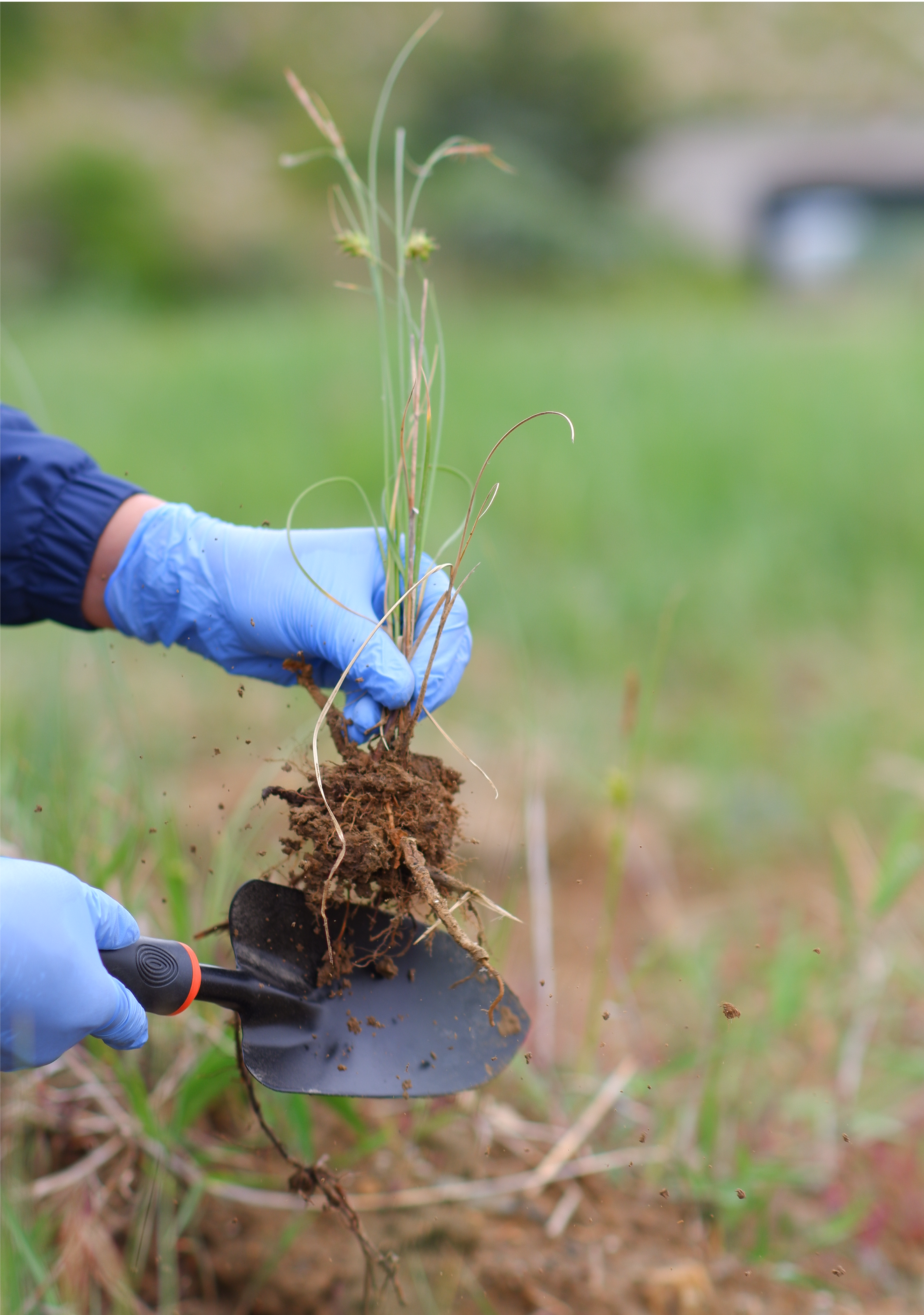 Unexpected insights on marine sulfur cycling from unlikely terrestrial beginnings