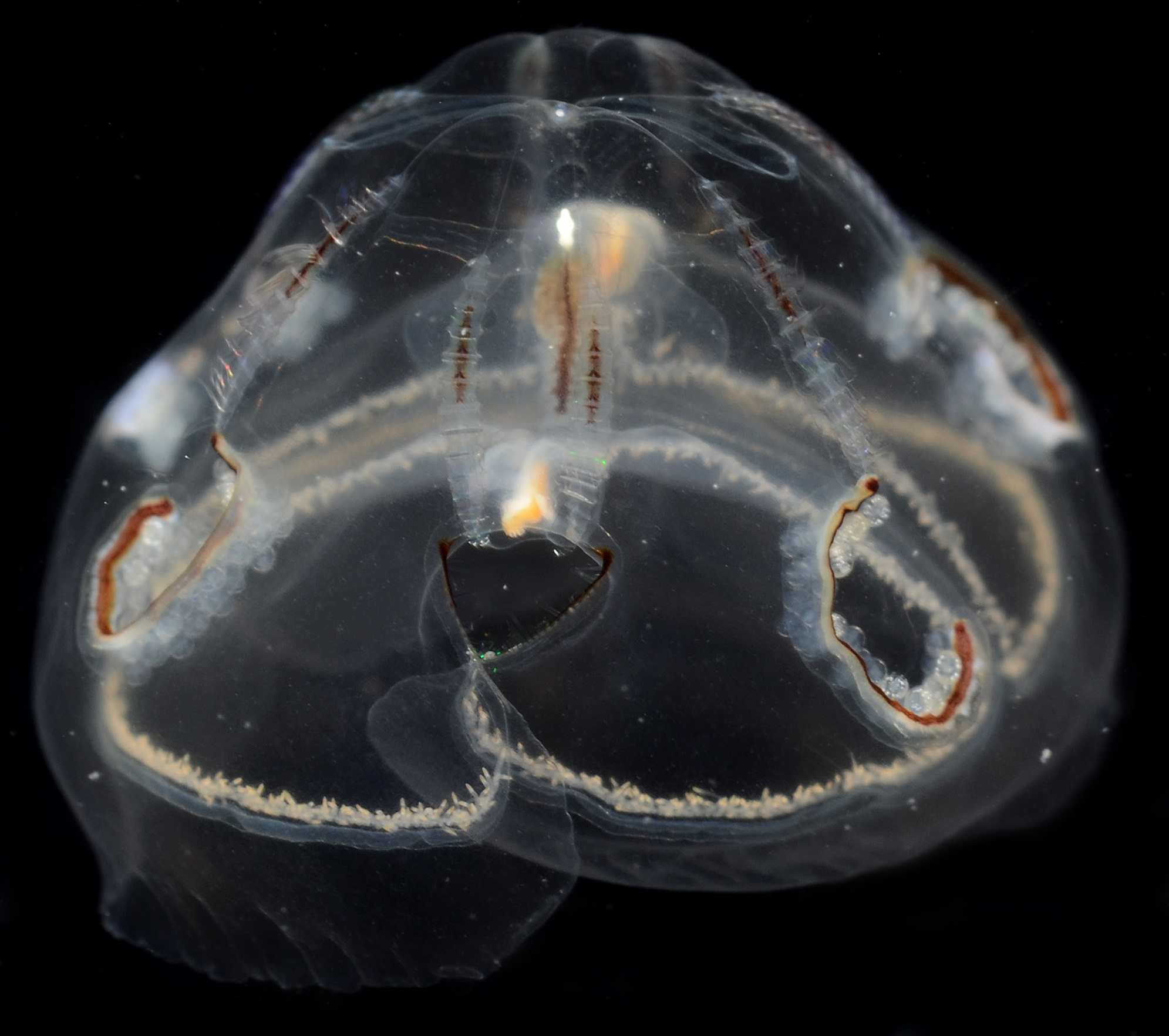 Comb Jellies and Their Relatives
