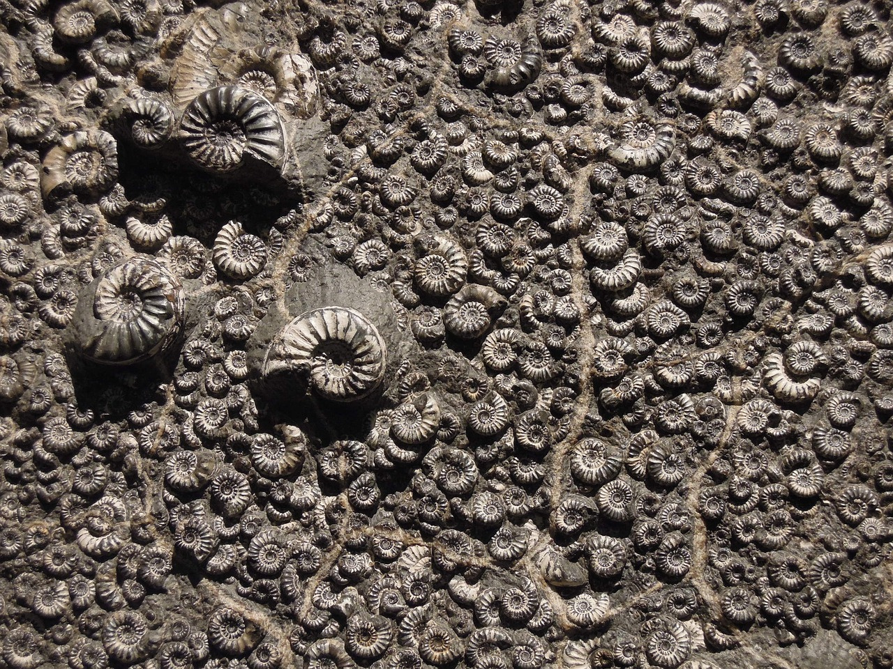 Opisthokonta microfossils with 1,010–890 million years discovered in Canada