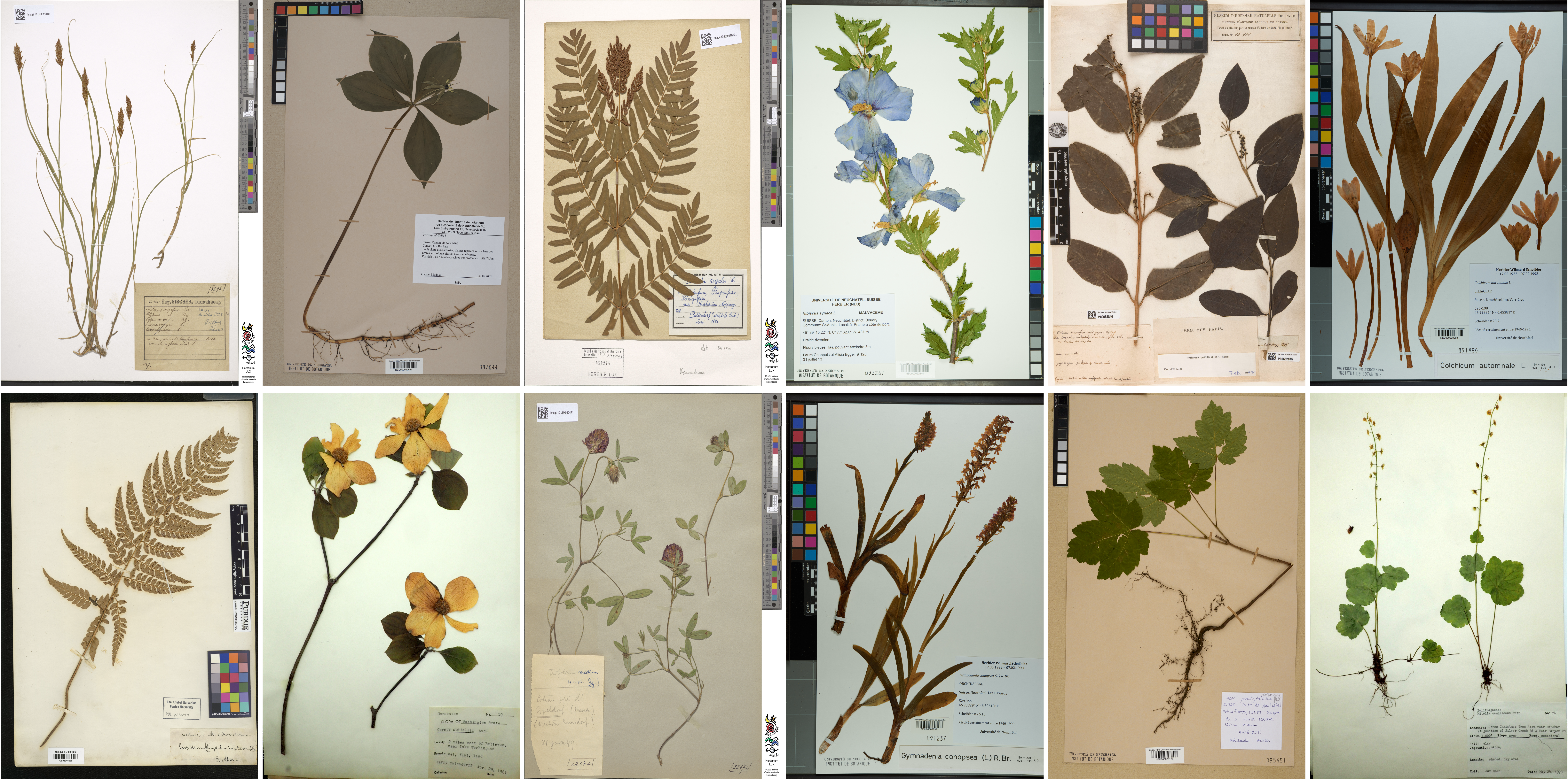 On the colonial legacy of botanical collections