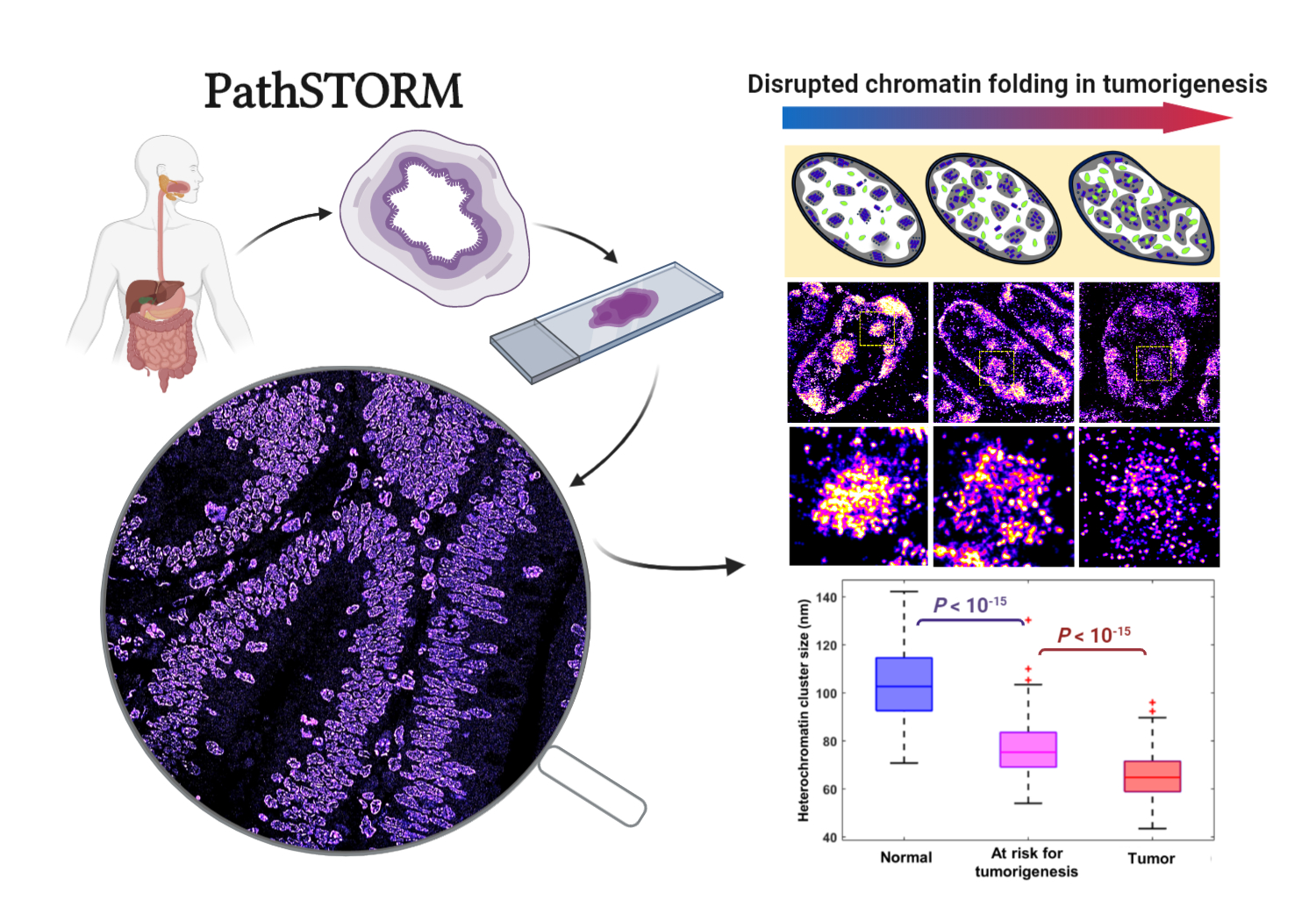 A journey of searching for disrupted chromatin structure in early carcinogenesis