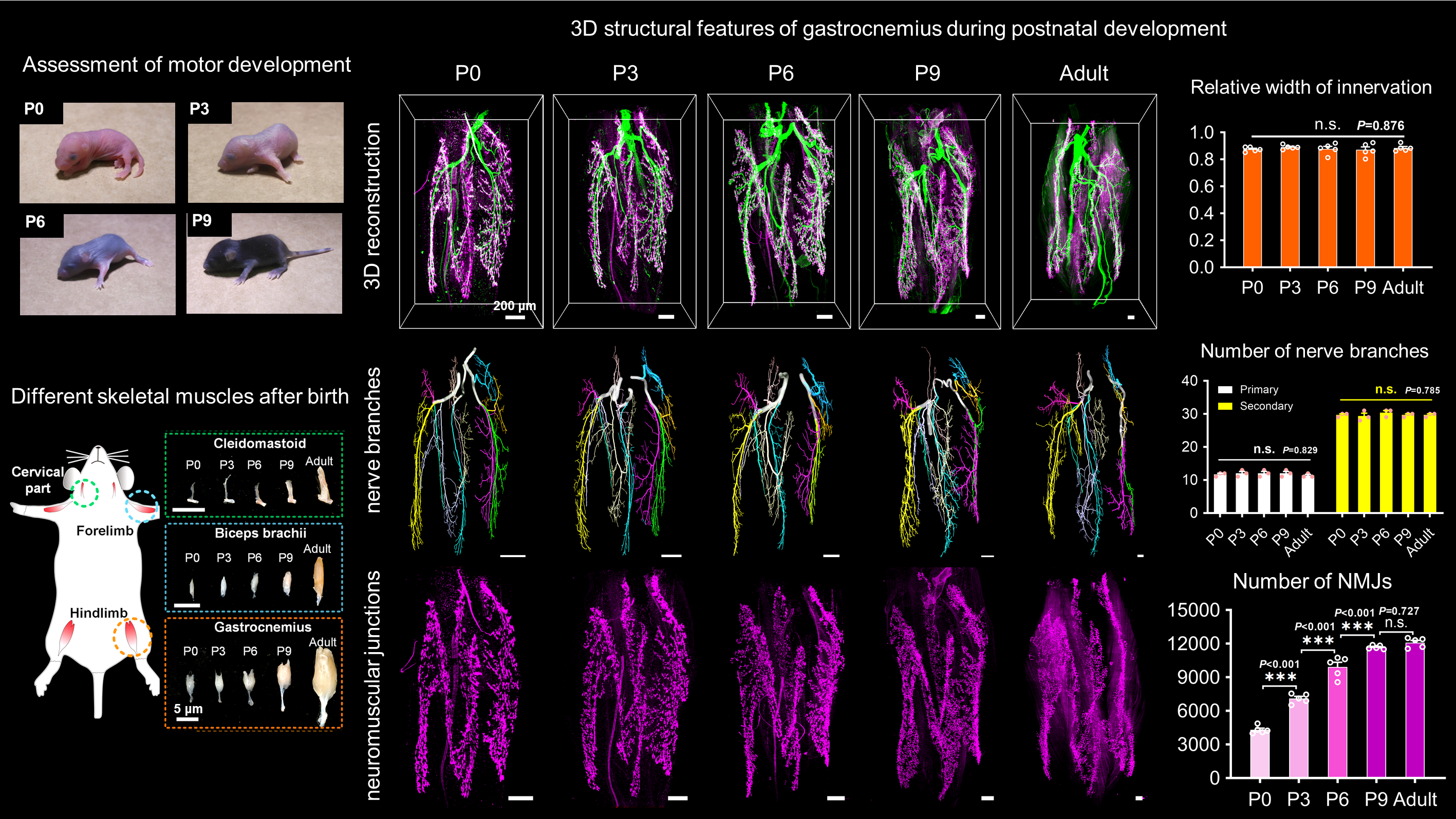 Three-Dimensional Mapping Reveals Heterochronic Development of Mouse Muscles Corresponding to Motor Improvement