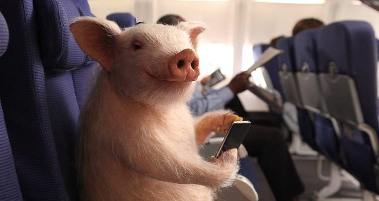 If pigs could fly