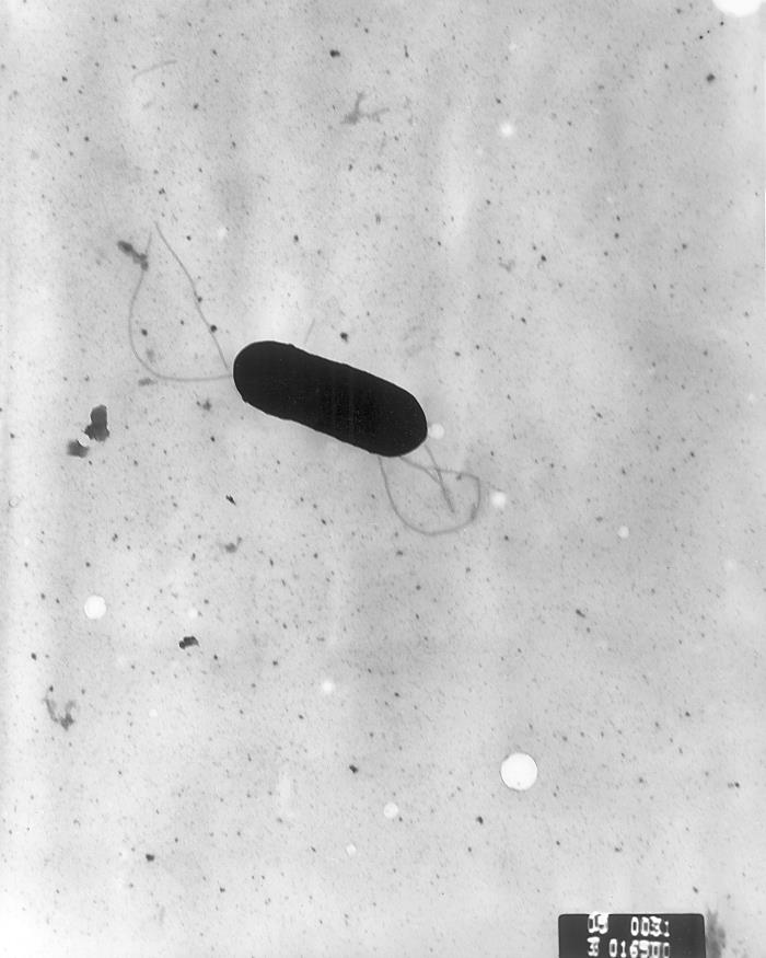 Same but Different: Why Are All Listeria monocytogenes Not Created Equal?