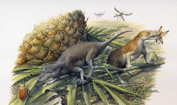 Shedding light on early mammal physiology