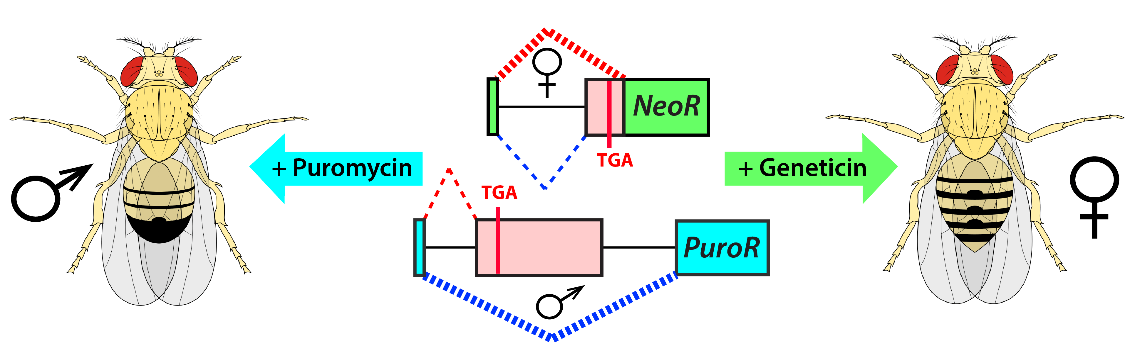 A drug-inducible sex-separation technique for insects