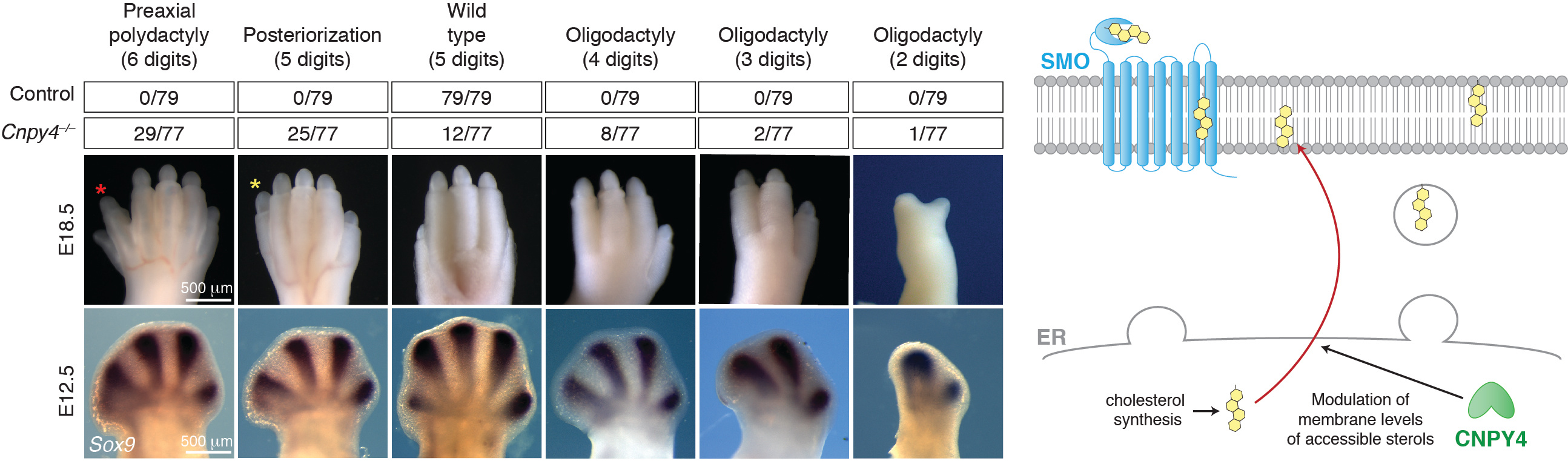 Canopy 4 inhibits the Hedgehog pathway by modulating membrane sterol lipids