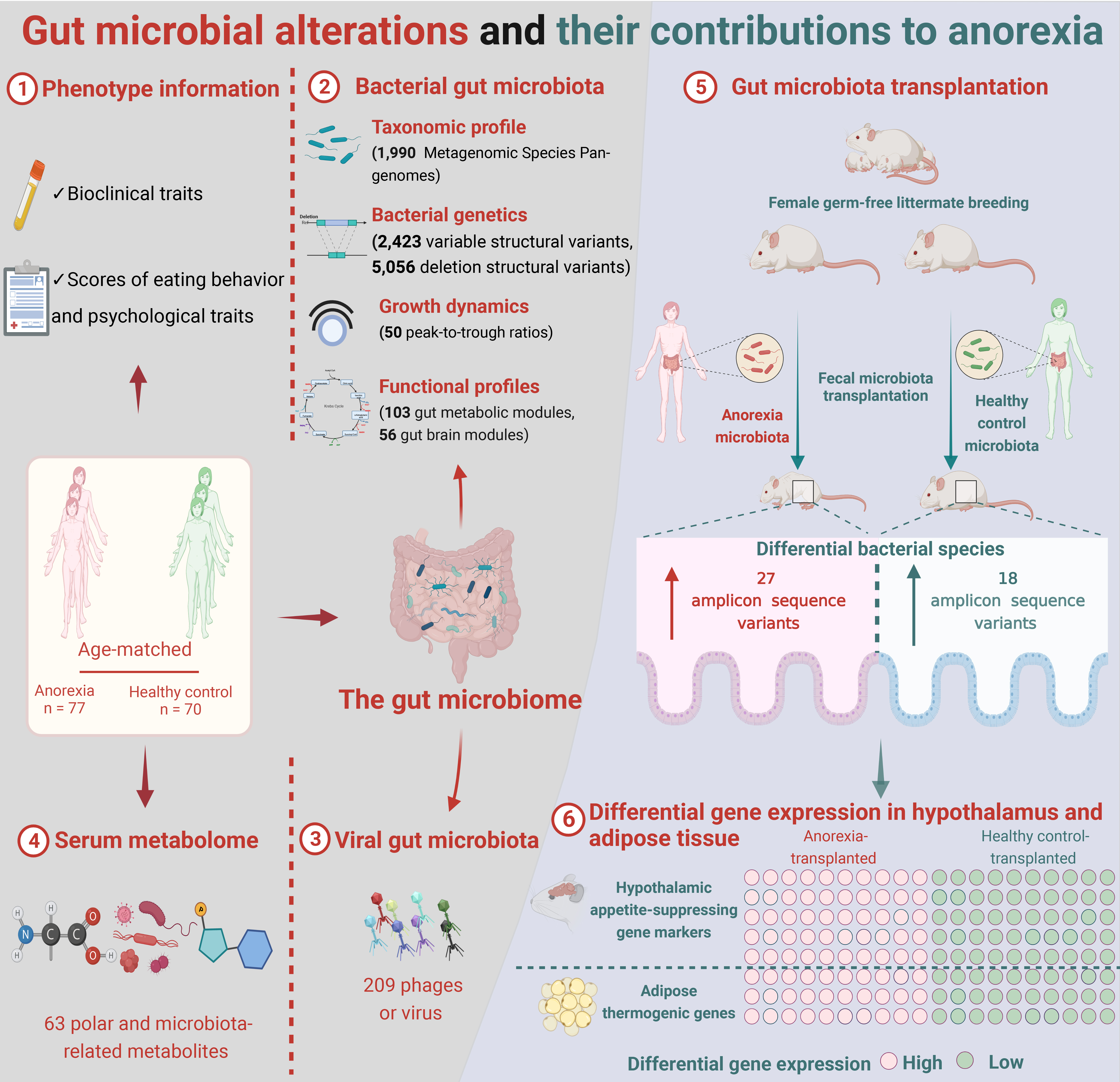 Commensal gut bacteria and virus are a contributing cause of anorexia nervosa