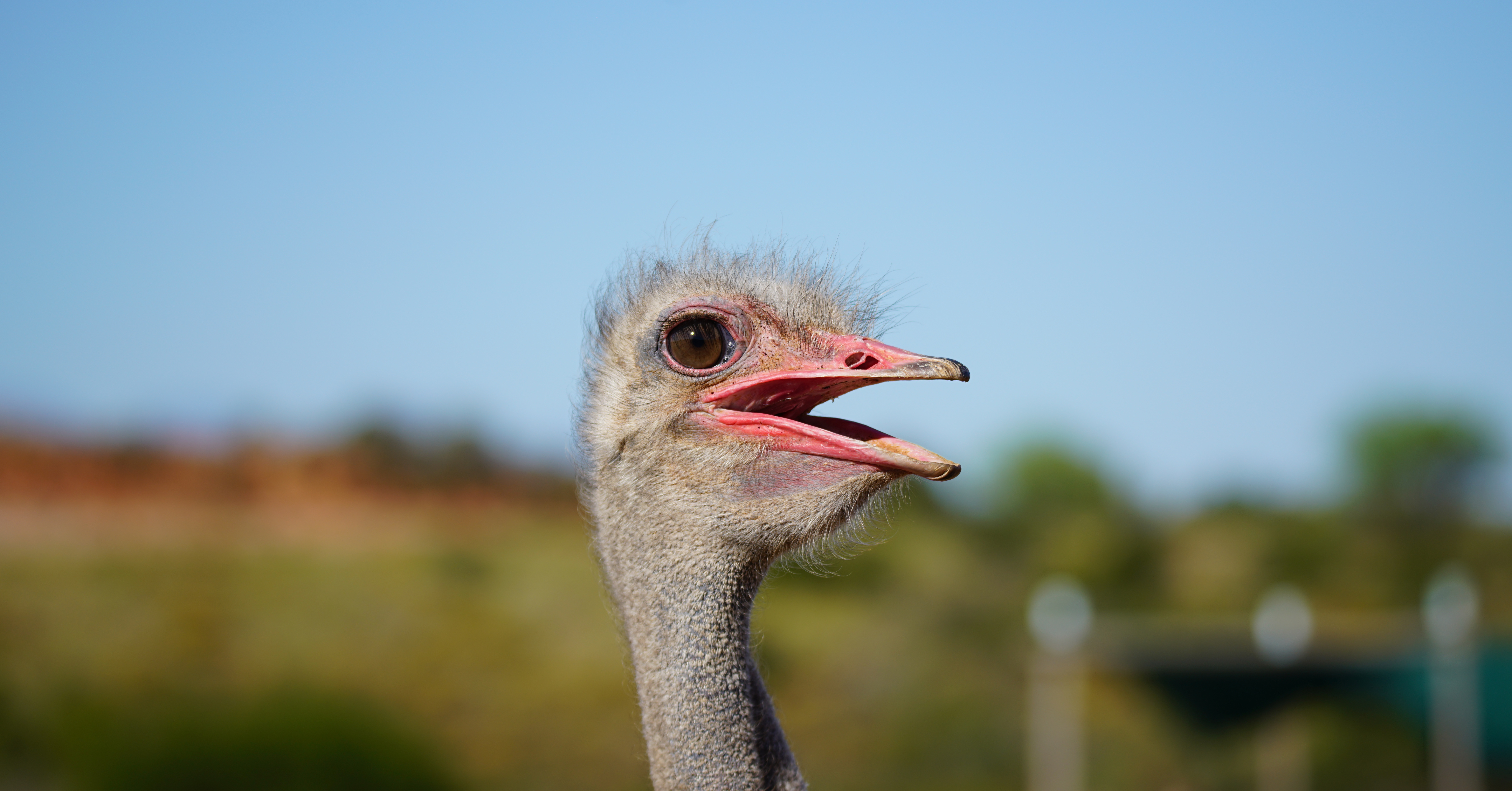 The largest bird on Earth suffers in the hot and cold