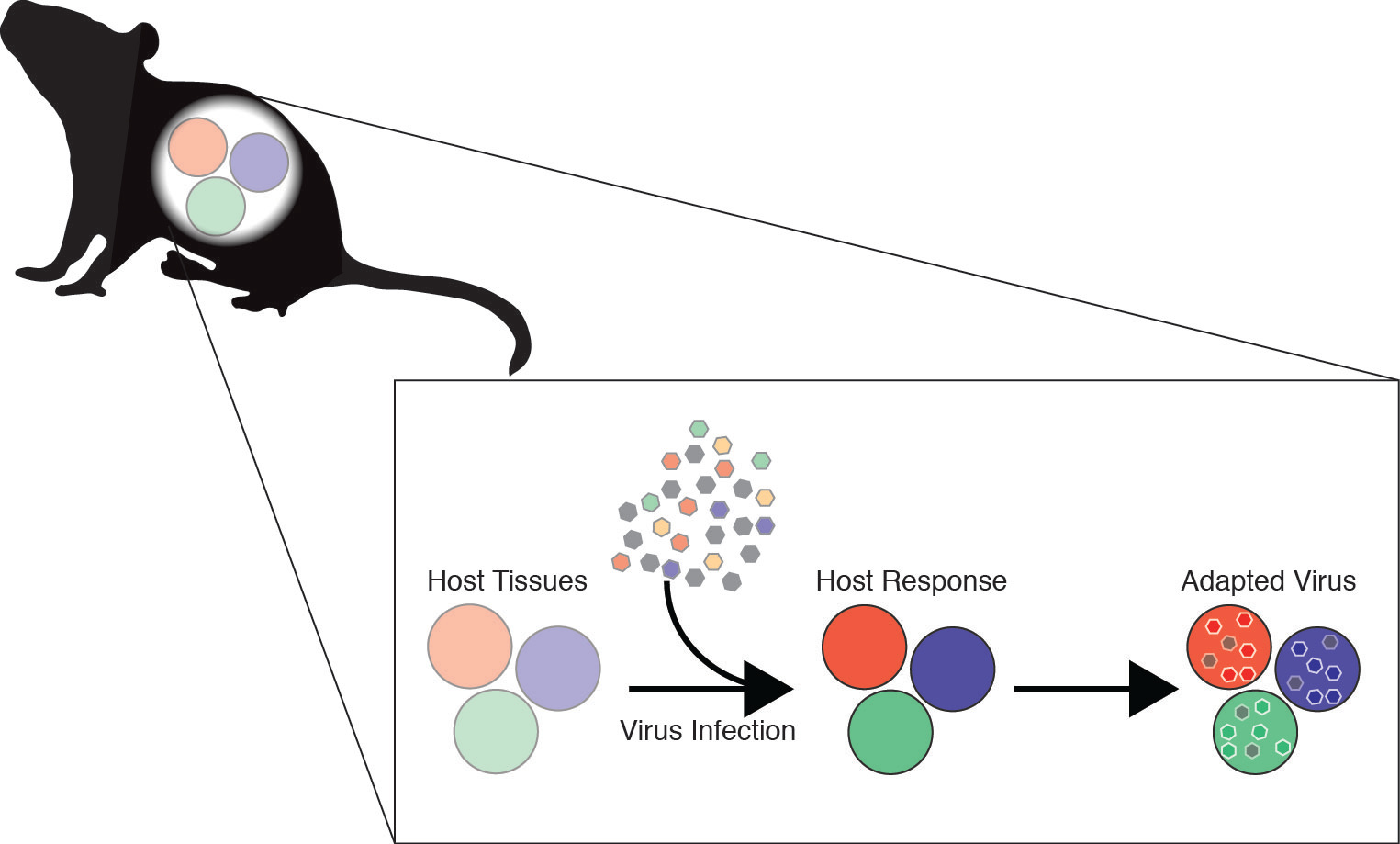 Virus population intrahost evolution