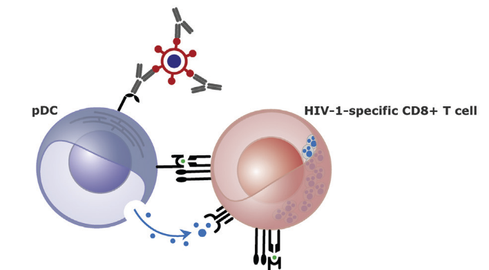 Administration of broadly neutralizing anti-HIV-1 antibodies at ART initiation maintains long-term CD8+ T cell immunity