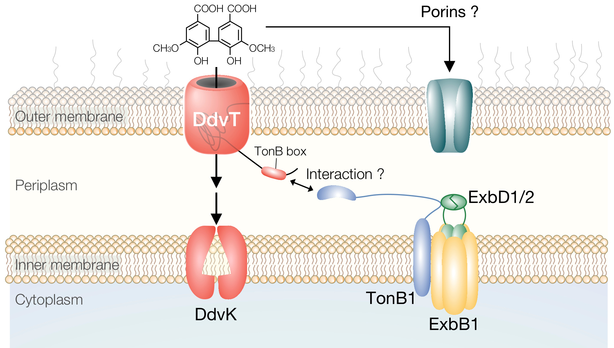 How do bacterial cells take up lignin-derived aromatics?