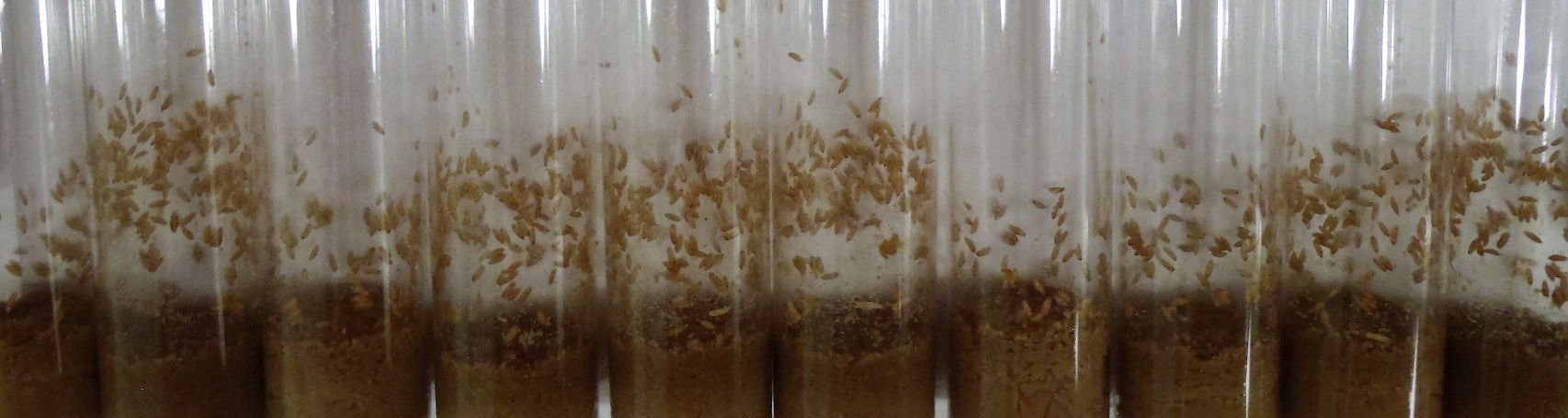 Reproductive Costs on Survival are Optional in Male Fruit Flies