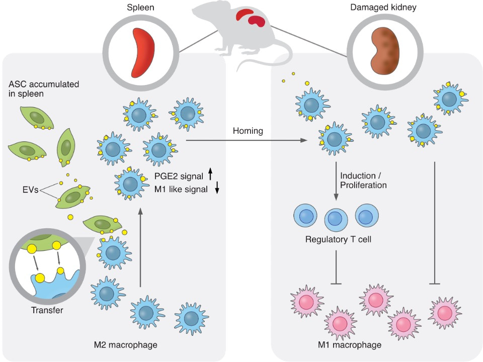 Mesenchymal stem cells exert renoprotection via extracellular vesicle-mediated modulation of M2 macrophages and spleen-kidney network