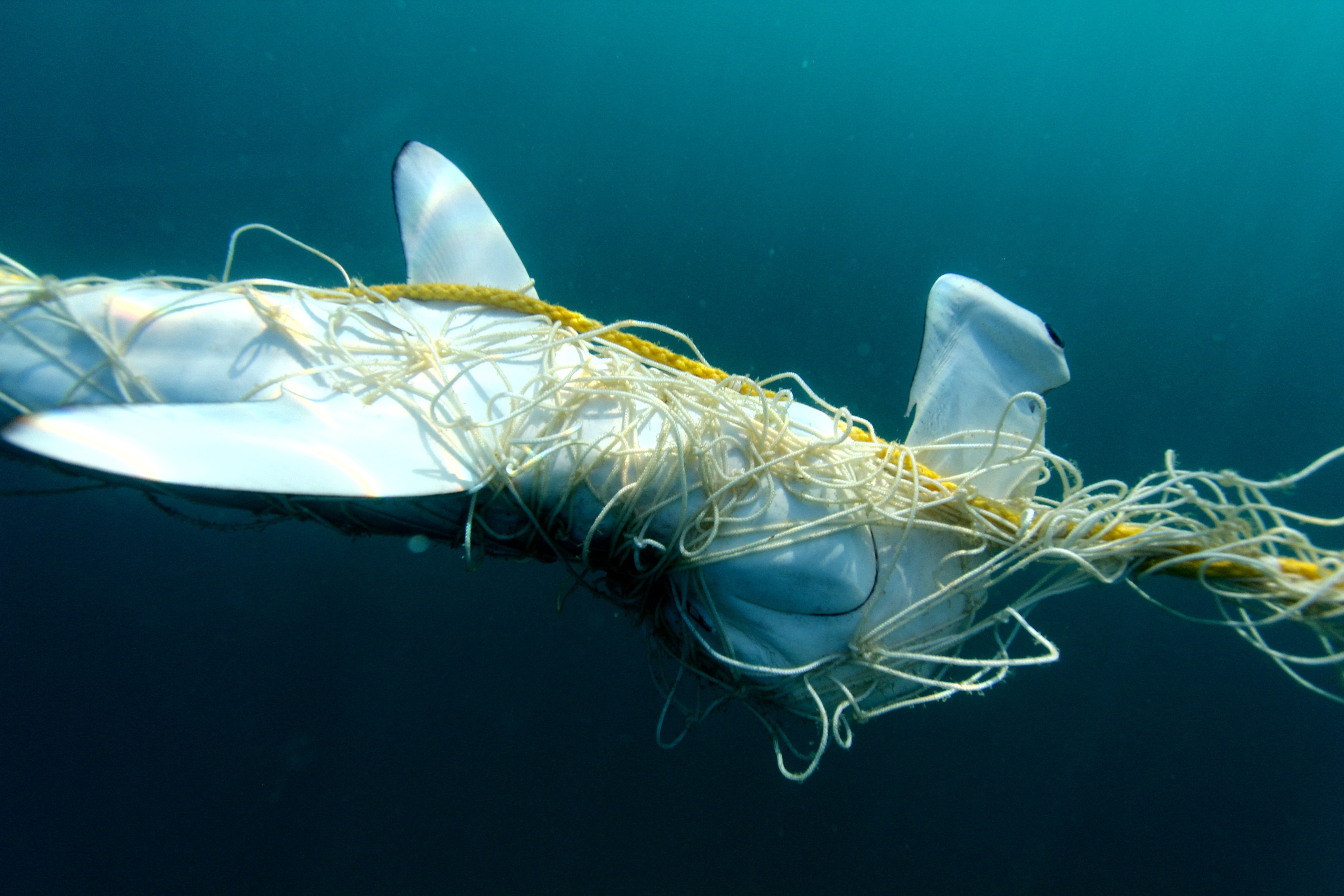 Shifting baselines of large coastal apex sharks