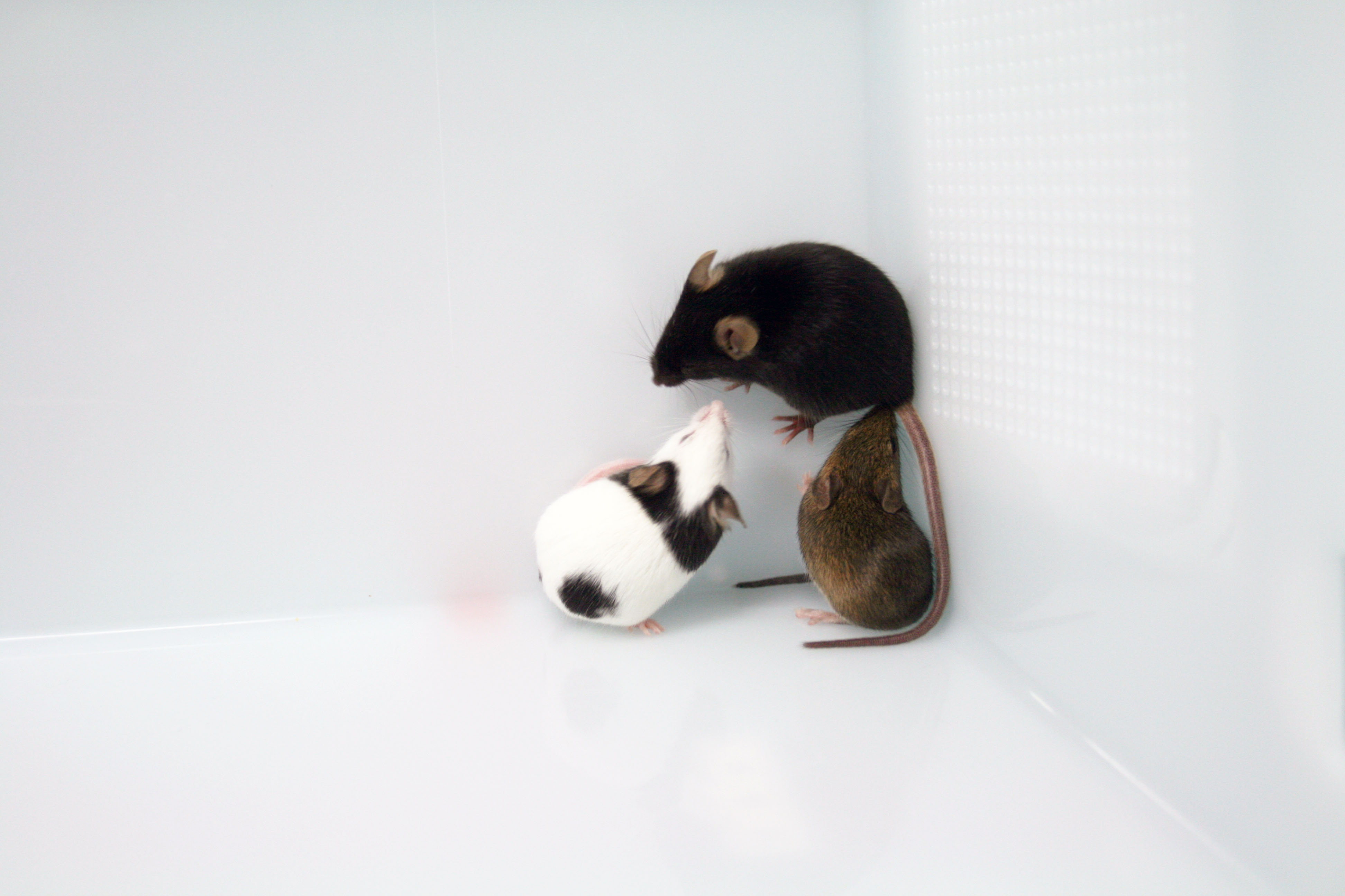 Reexamining the a of Mouse Genetics A to Z