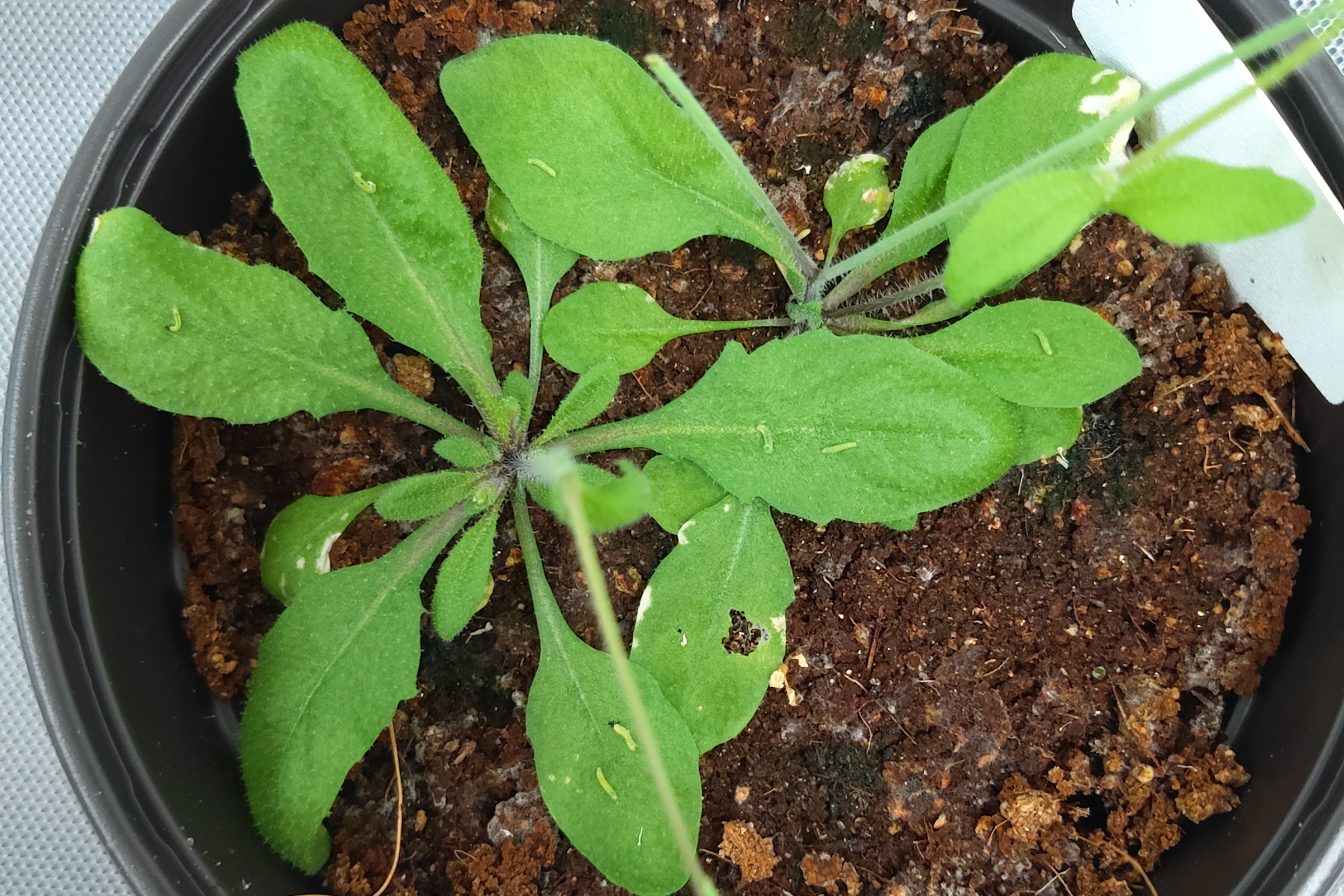 Unexpected findings: when submerged plants are wounded