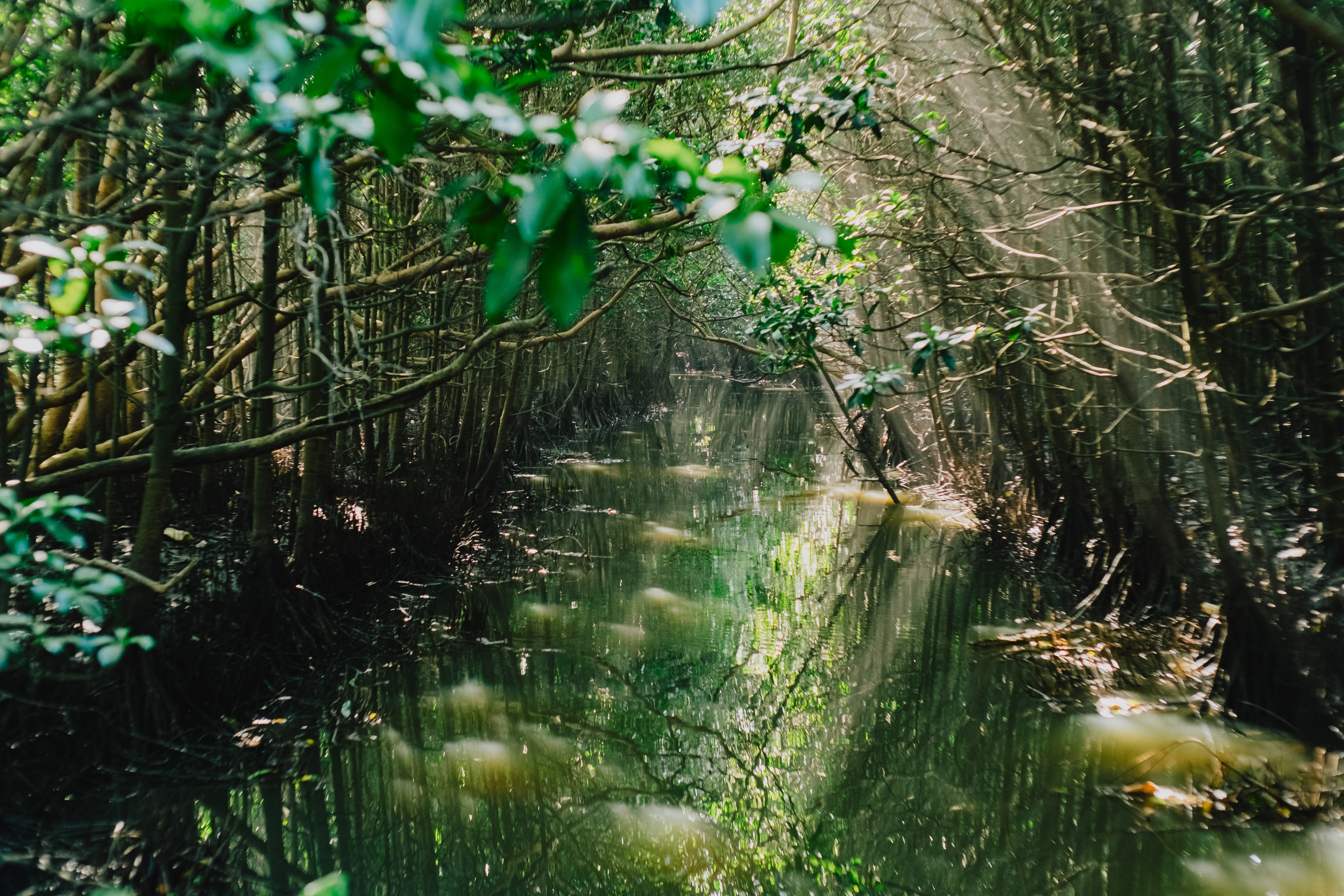 Mangroves and Malaria: Rethinking Risk in Coastal Ecosystems