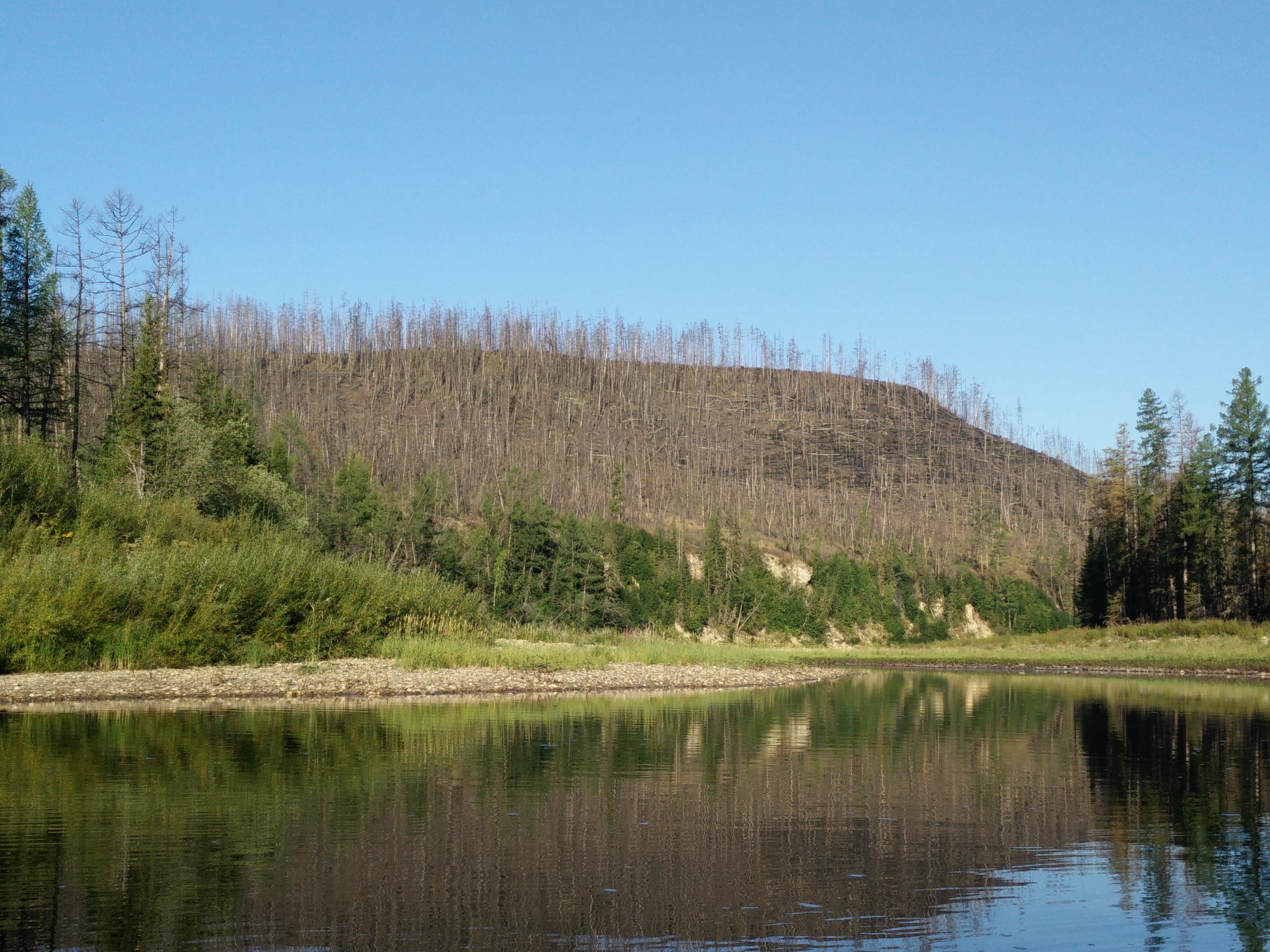 Siberian carbon sink reduced by forest disturbances