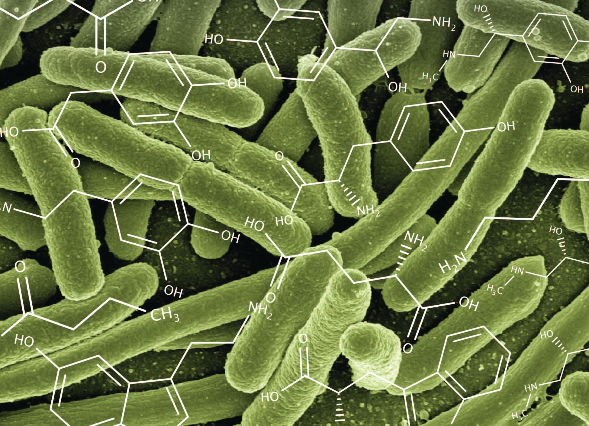 Assessing the neuroactive potential of the human gut microbiota 